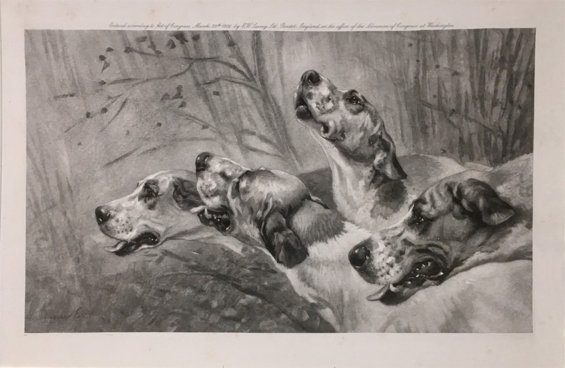 Four Foxhounds, March 1906 by Maud Earl