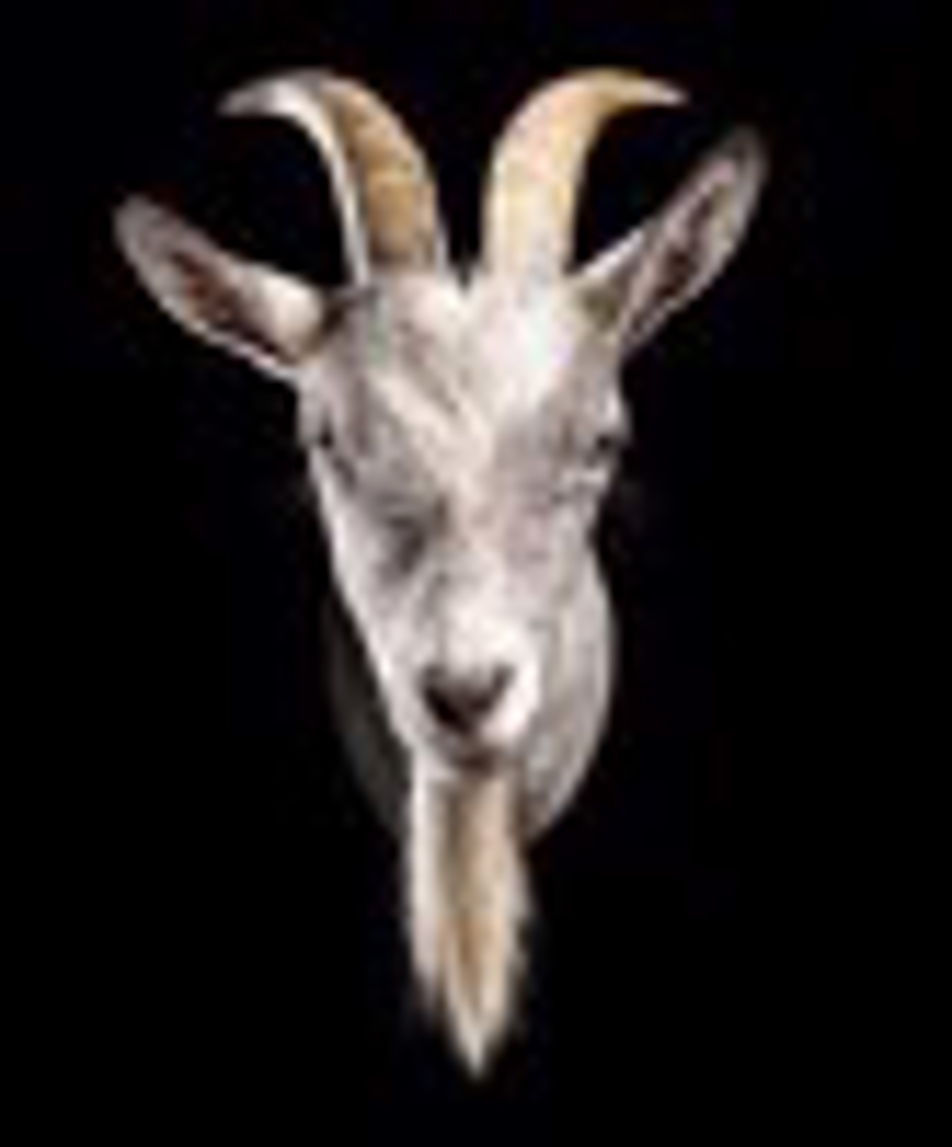 Bubba Billy ZZ Top, Nigerian Dwarf Goat, 2022, (4/20) by Evan Kafka