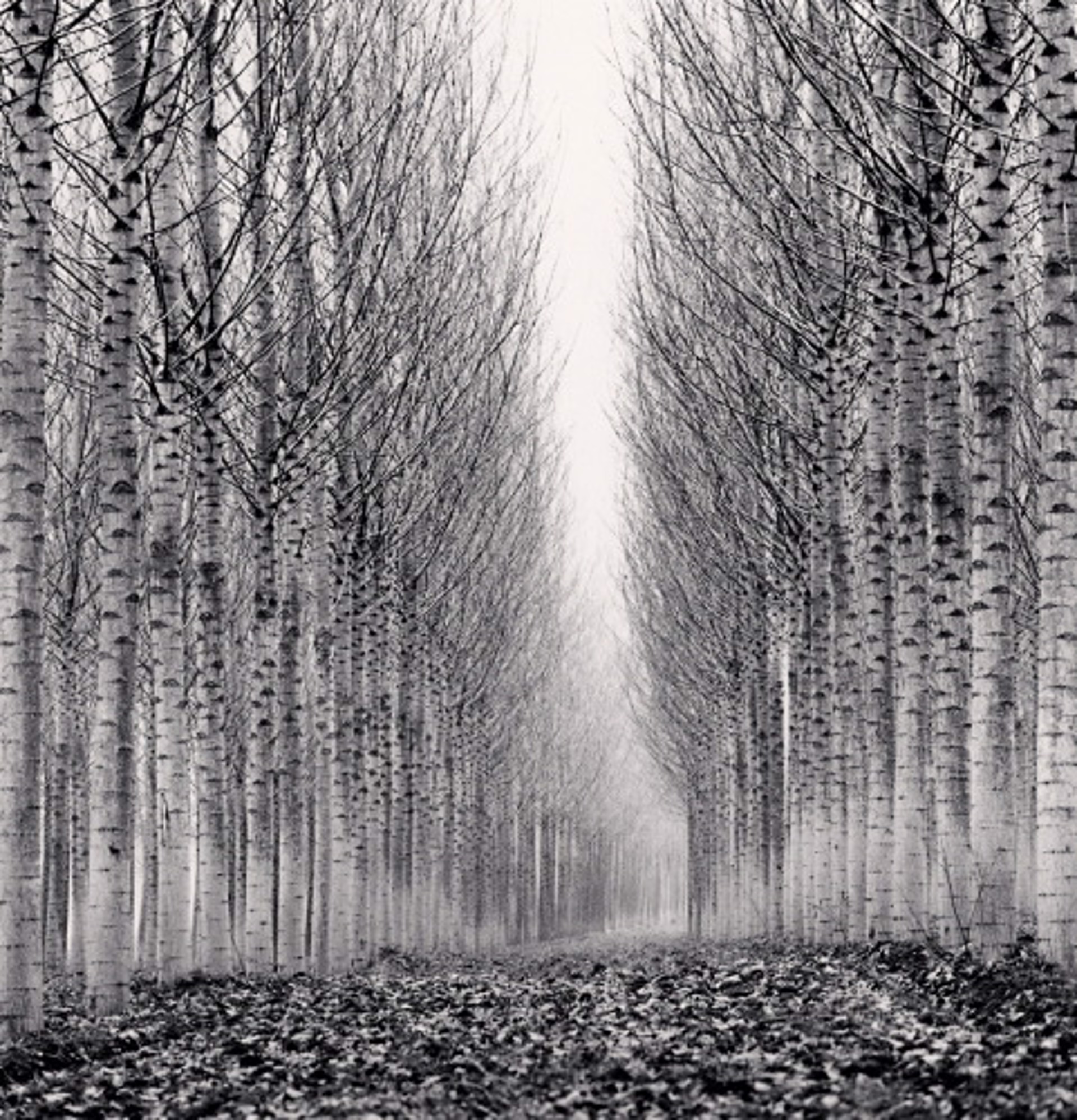 Corridor of Leaves, Guastalla, Emilia Romagna, Italy (edition of 45) by Michael Kenna