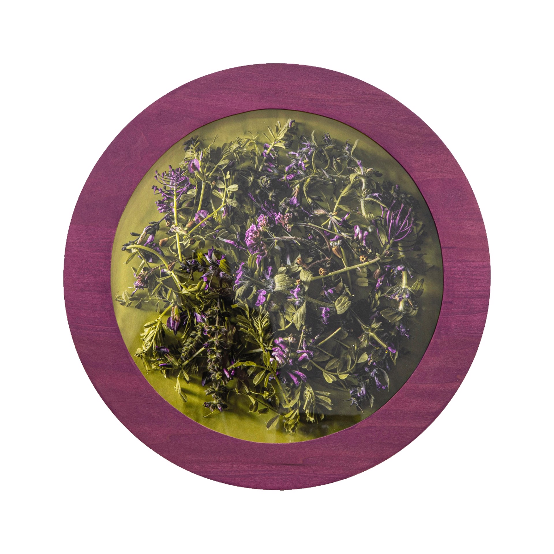 A Study of Purple by Kalee Appleton