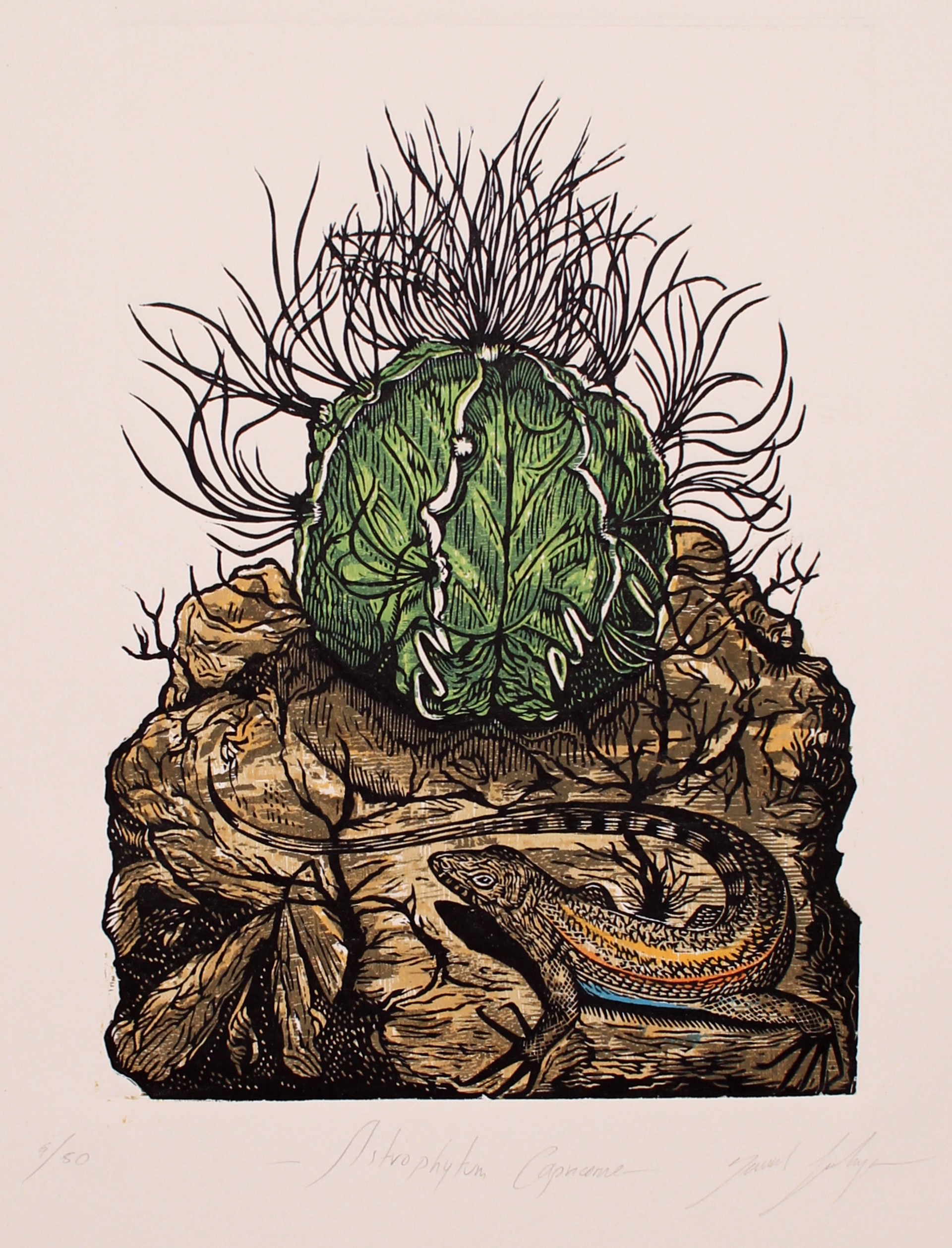 Astrophytum Capricorne by Daniel Salazar