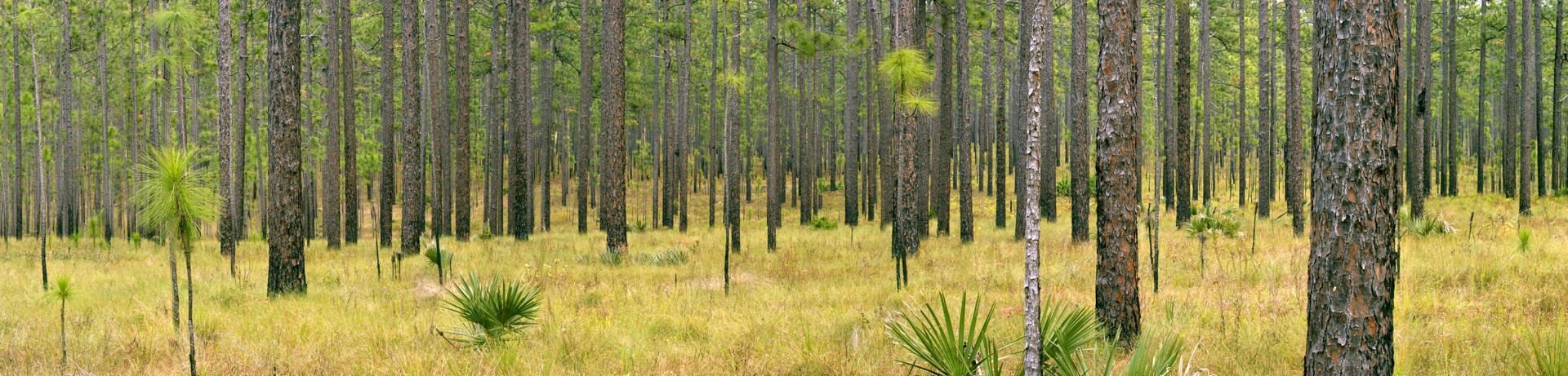 Ocala Pines by Carlton Ward Jr