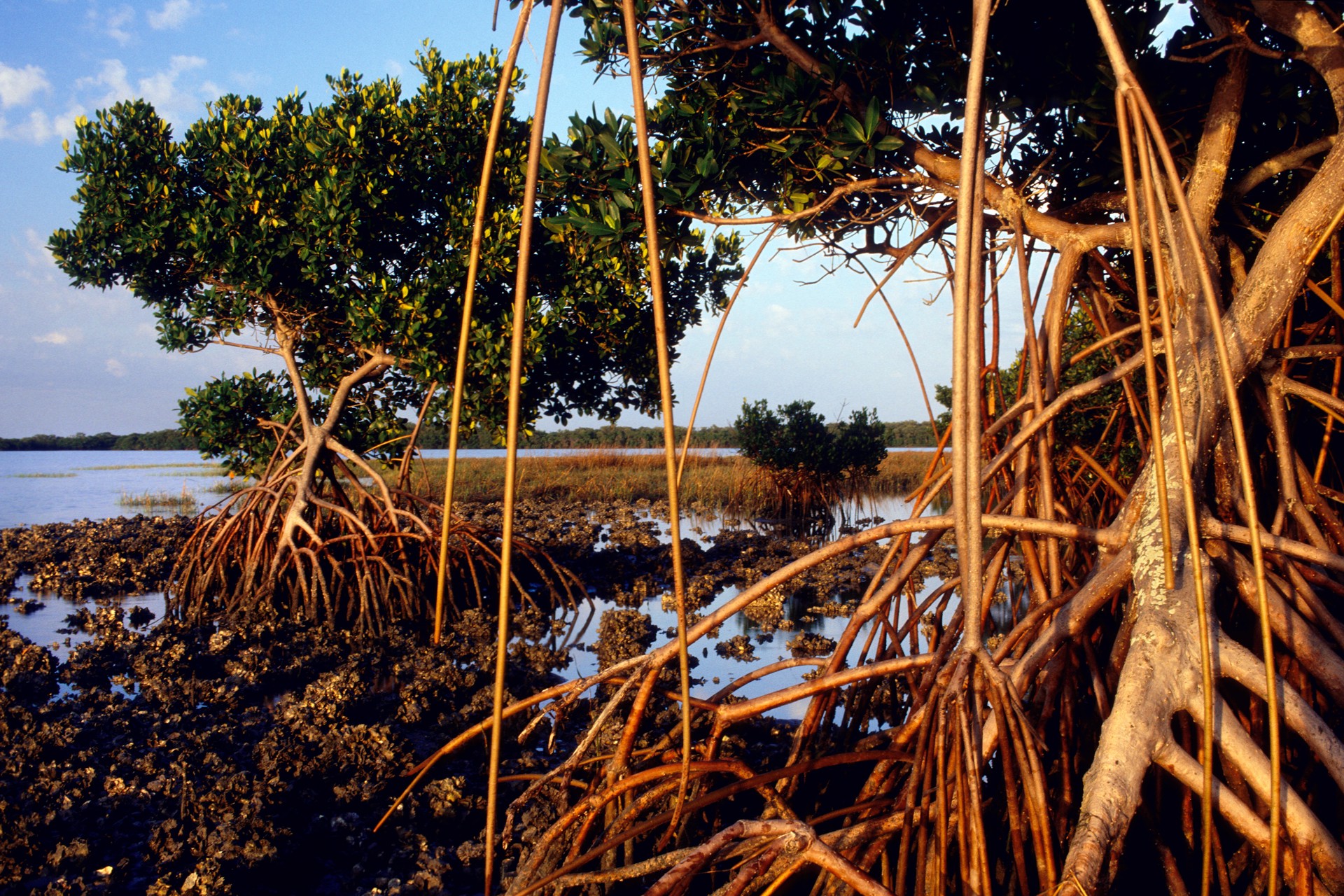 Caladesi Mangroves by Carlton Ward Photography