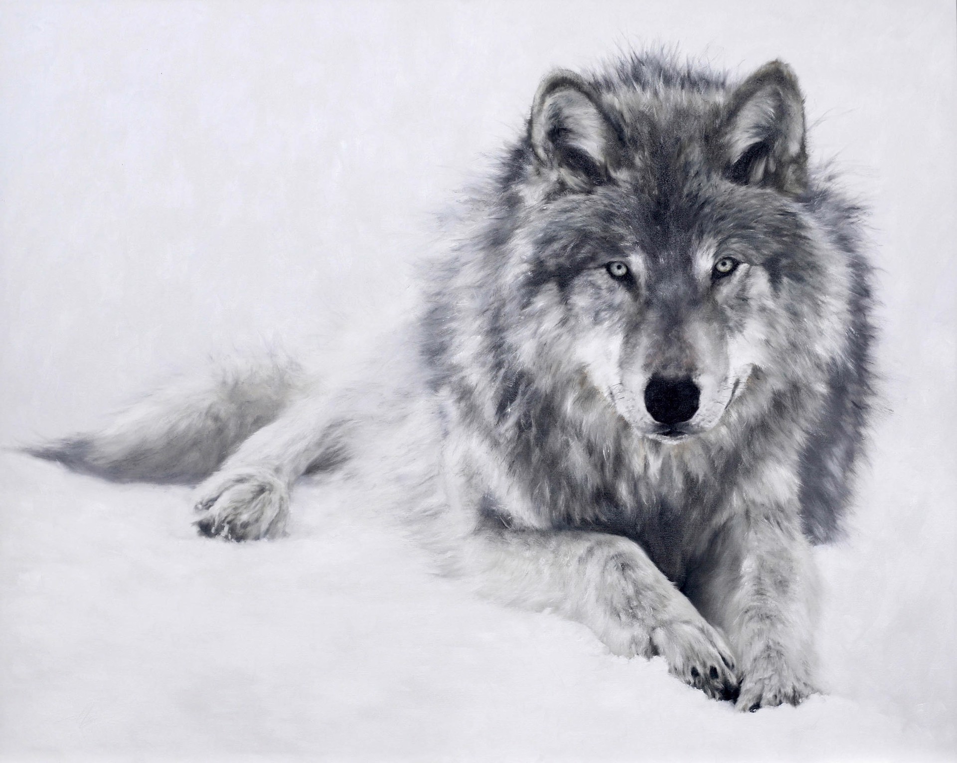Original Oil Painting Featuring A Wolf Laying On Snowy White Background