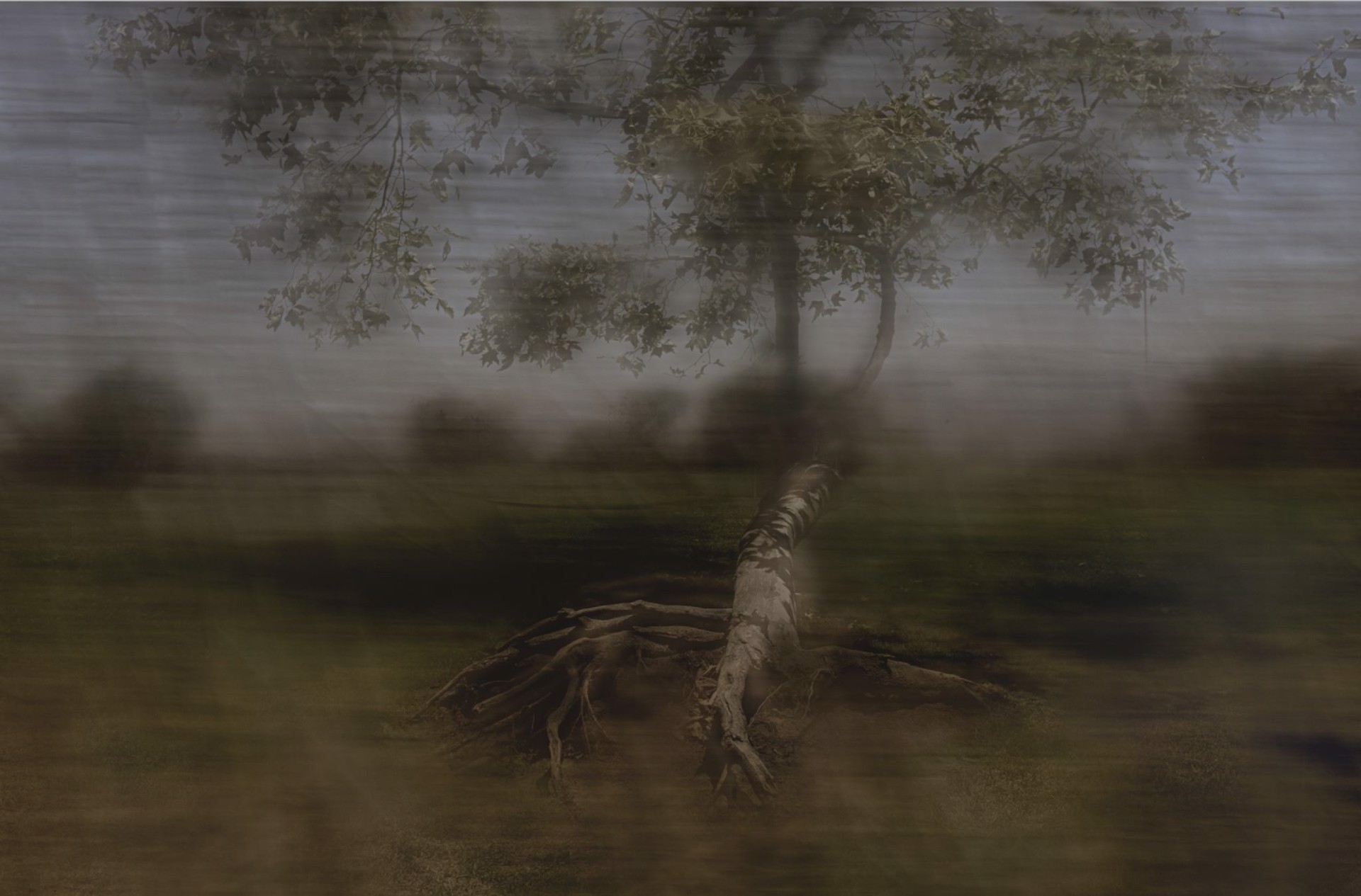 Rooted (framed) by Jennifer Pritchard