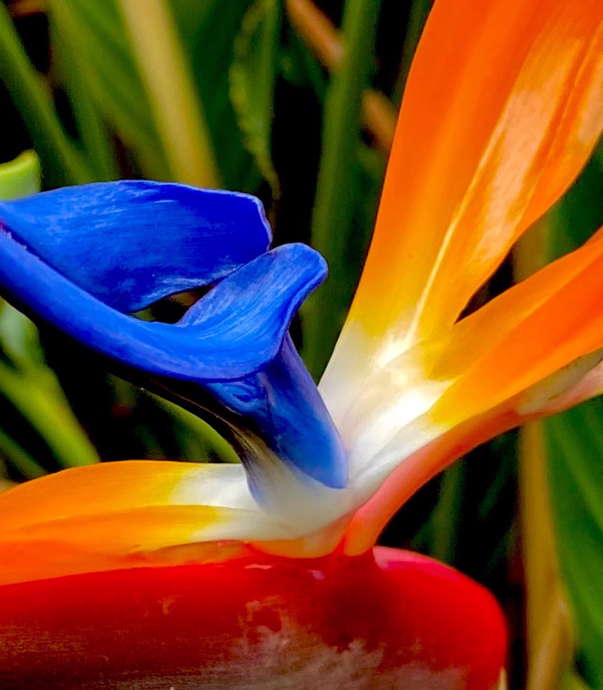 Bird of Paradise Blossom by Amy Kaslow