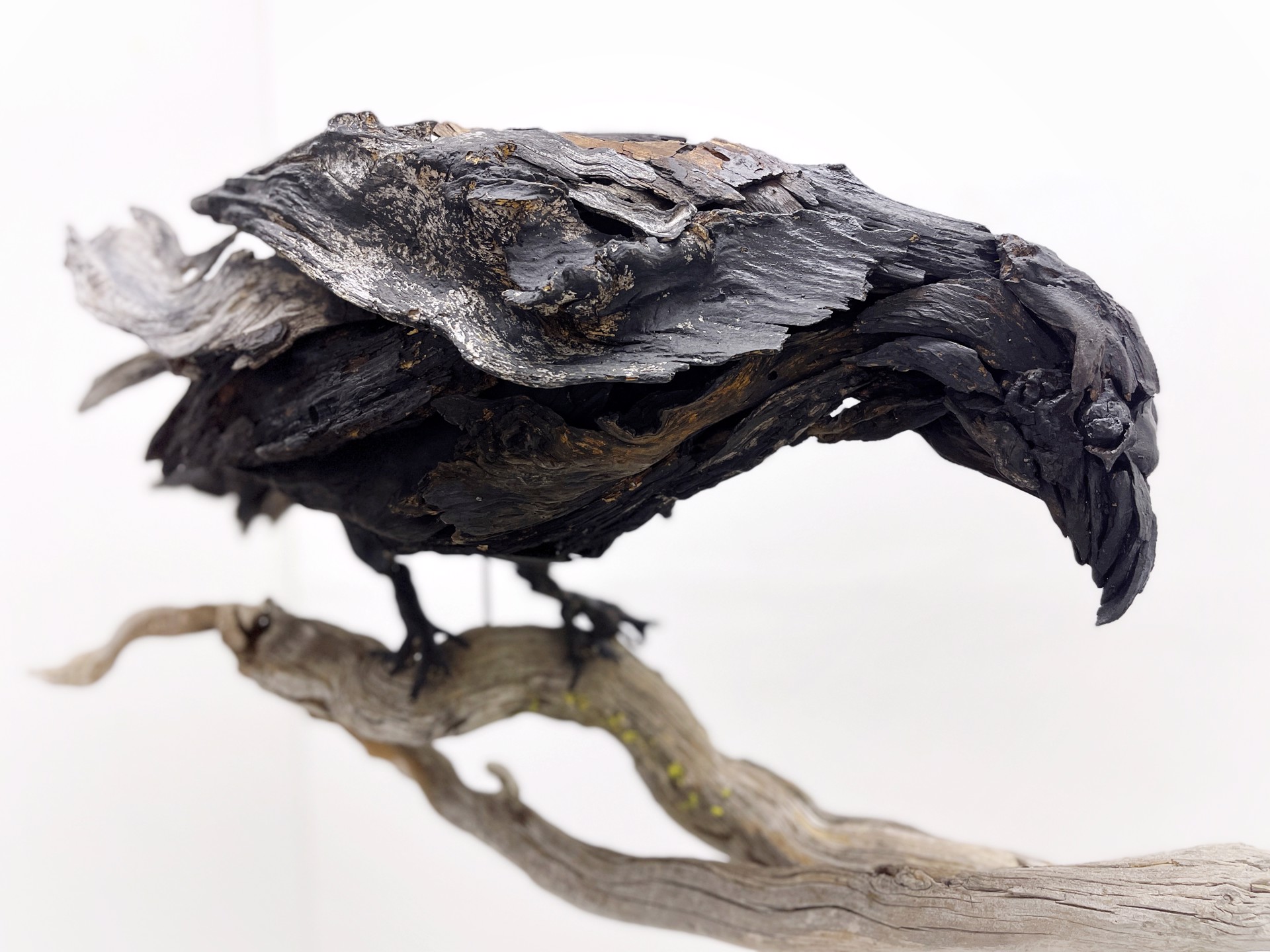 Ravens by Dalyn Berryman