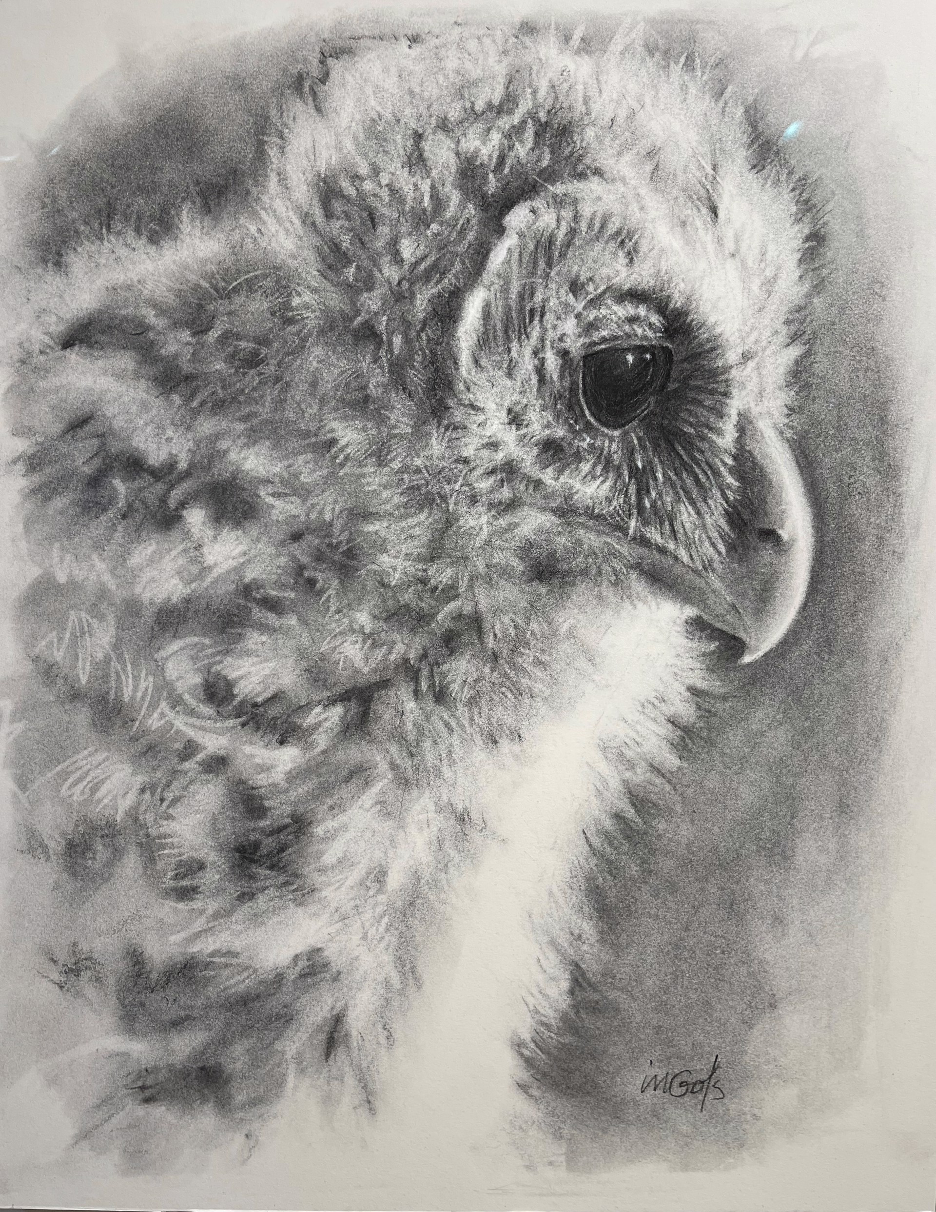 Owlet by Jane Ingols
