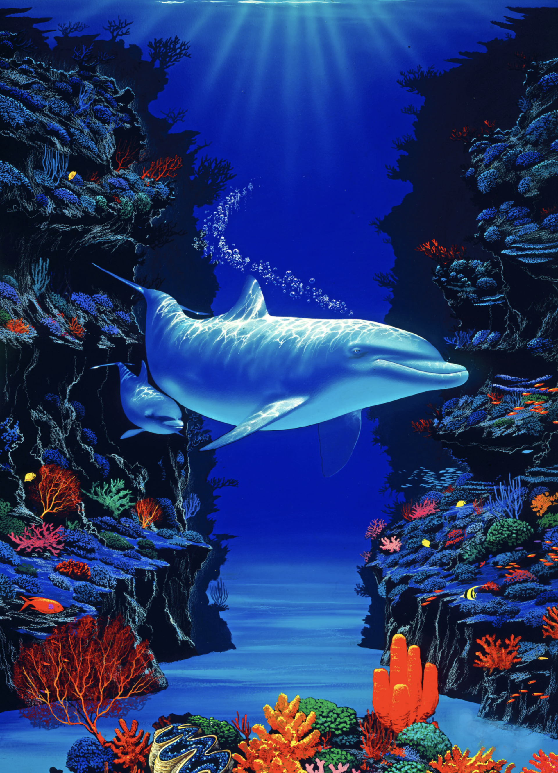 Dolphin Retreat by Steven Power