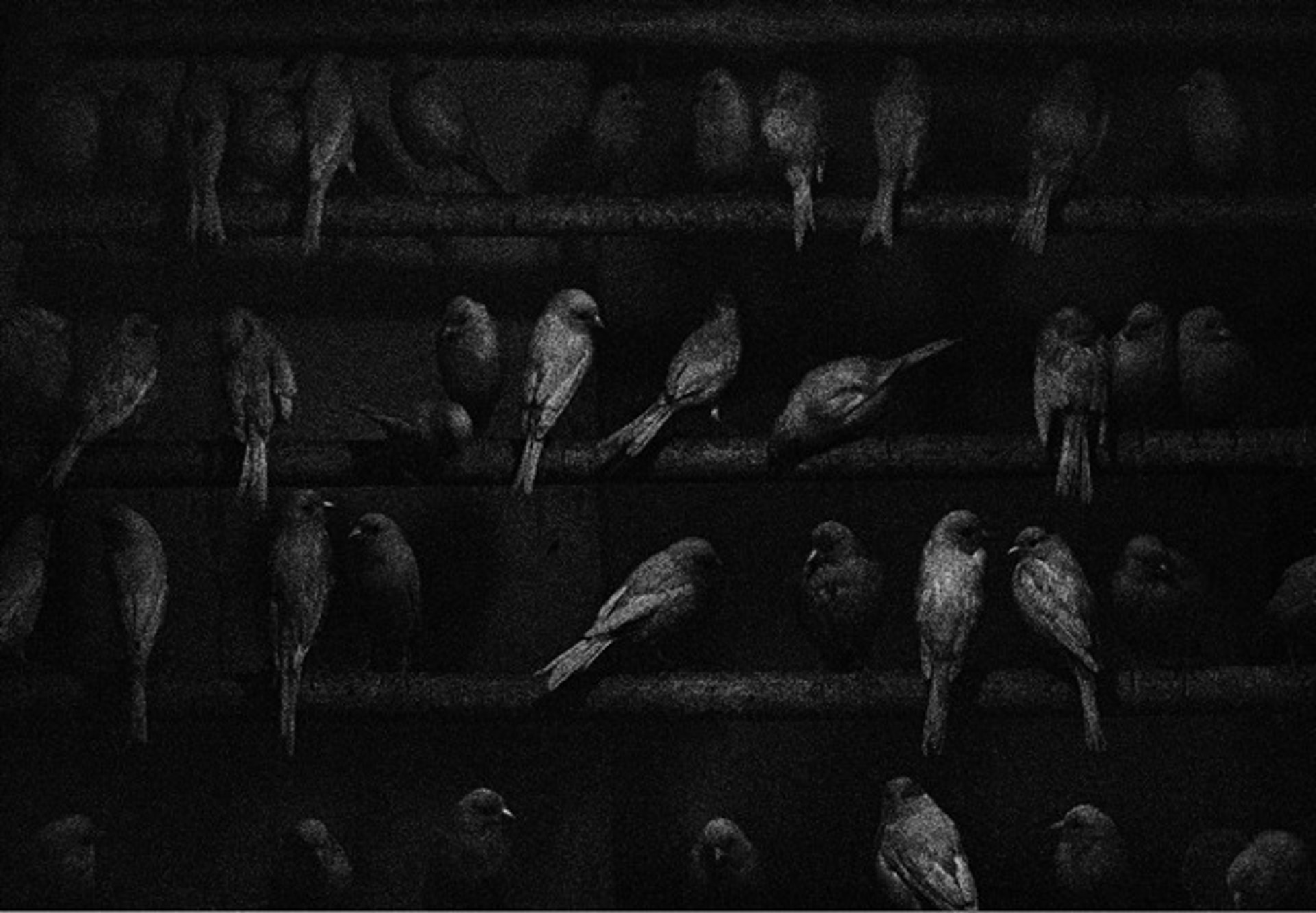 Birds, Mexico by George Krause