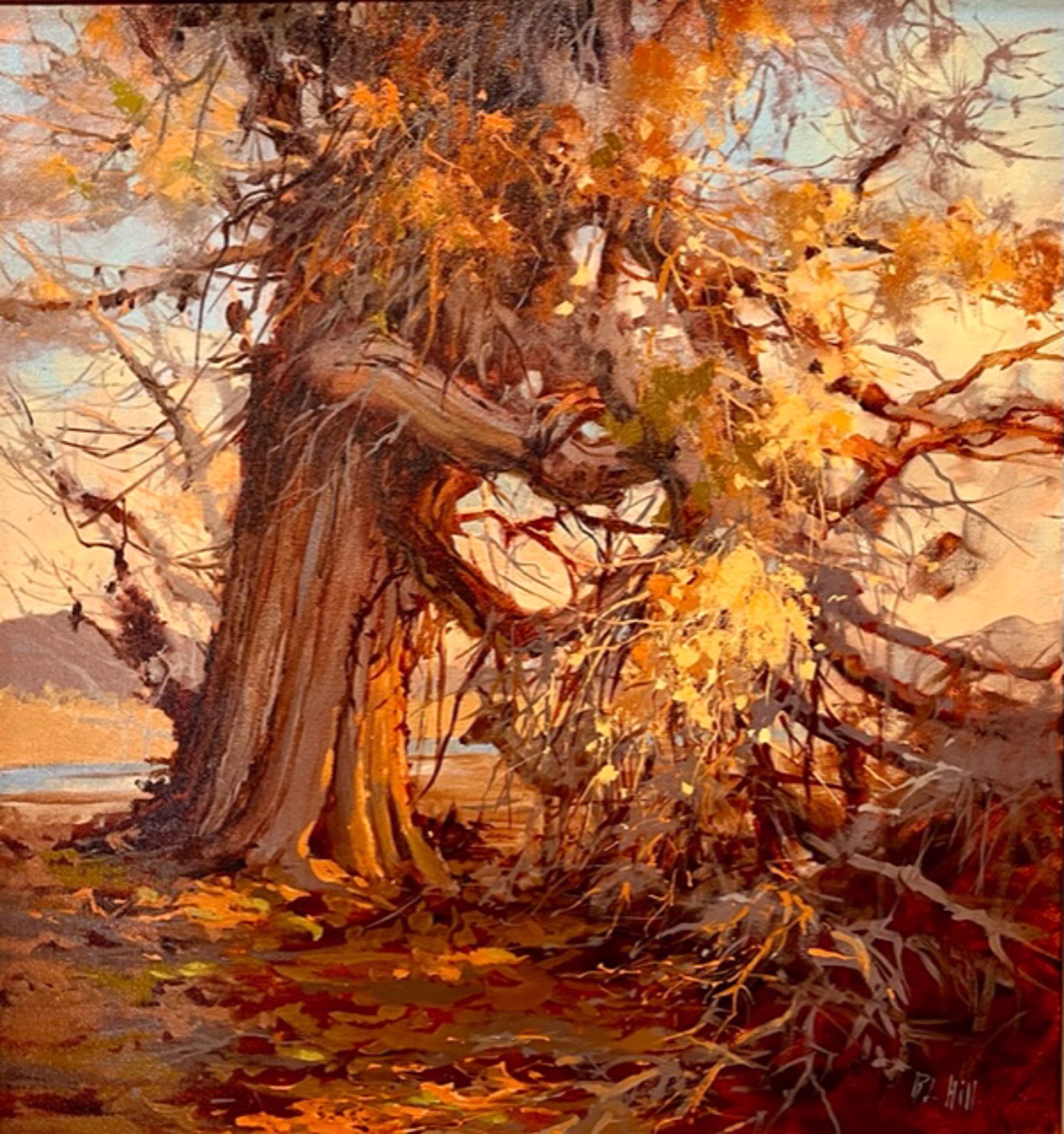 Sunrise on Old Cottonwood in Winter by Barbara Hill