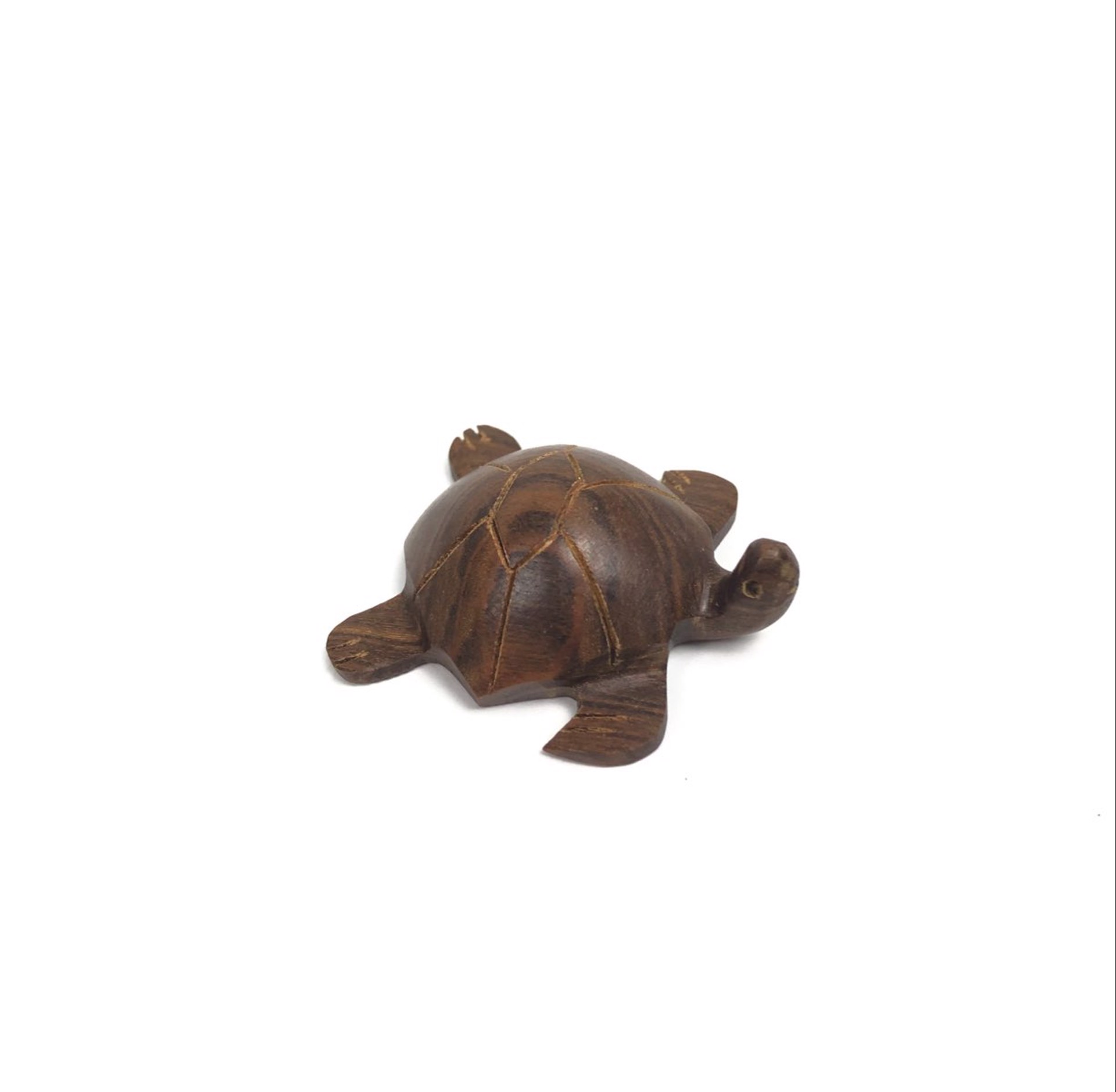 Turtle by Steven G. Febres-Cordero