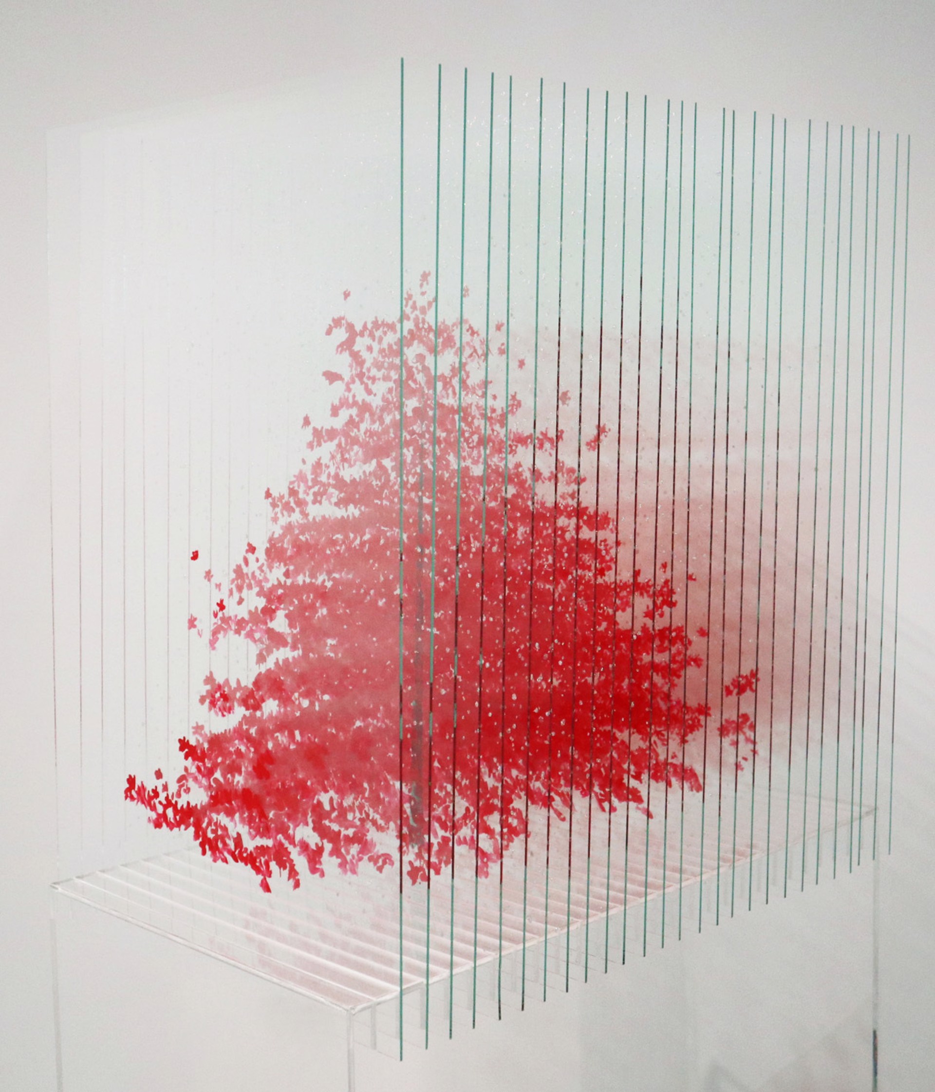 Red pine by Ardan Özmenoğlu