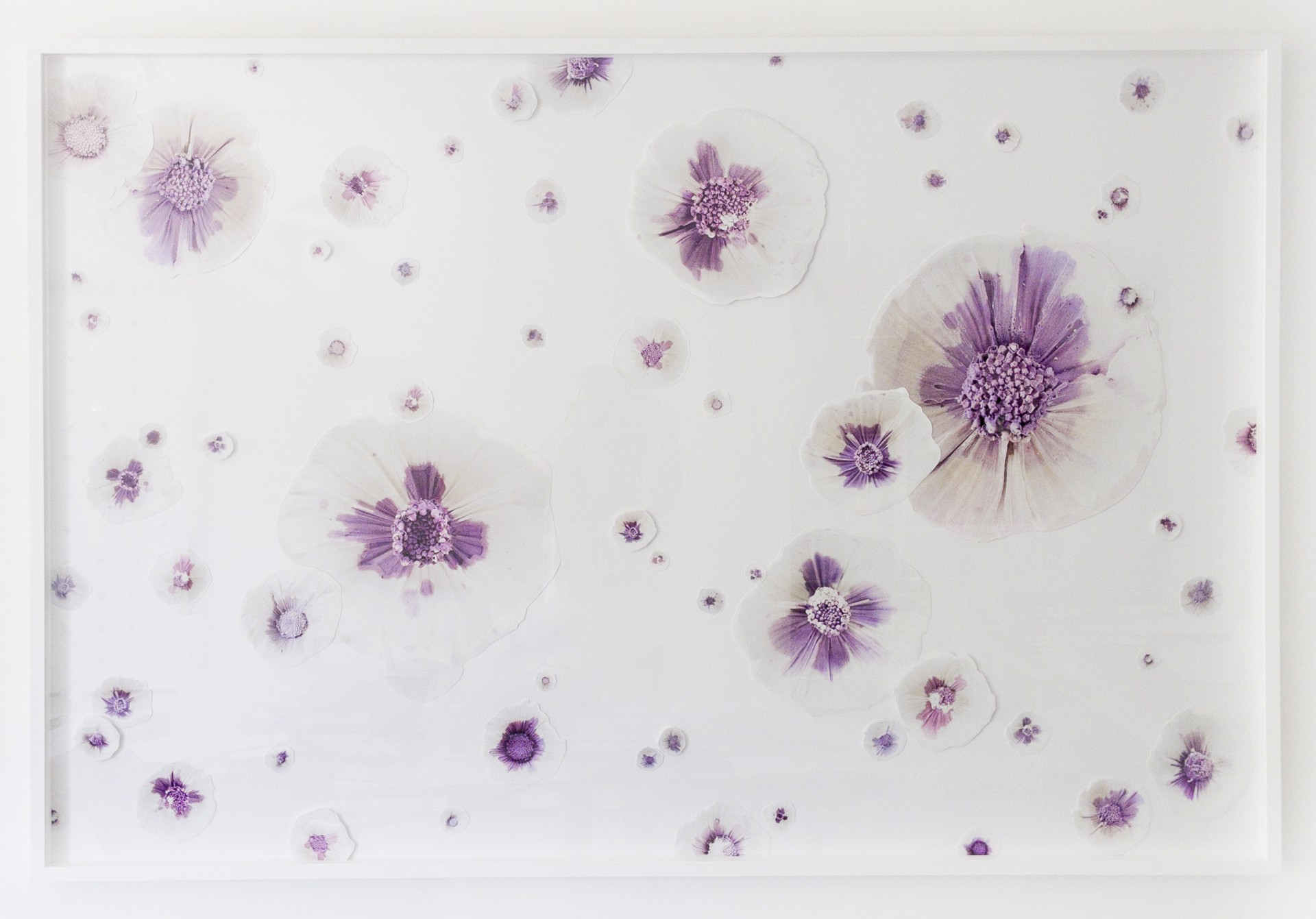 Lavender Constellation by Maggie Shafran