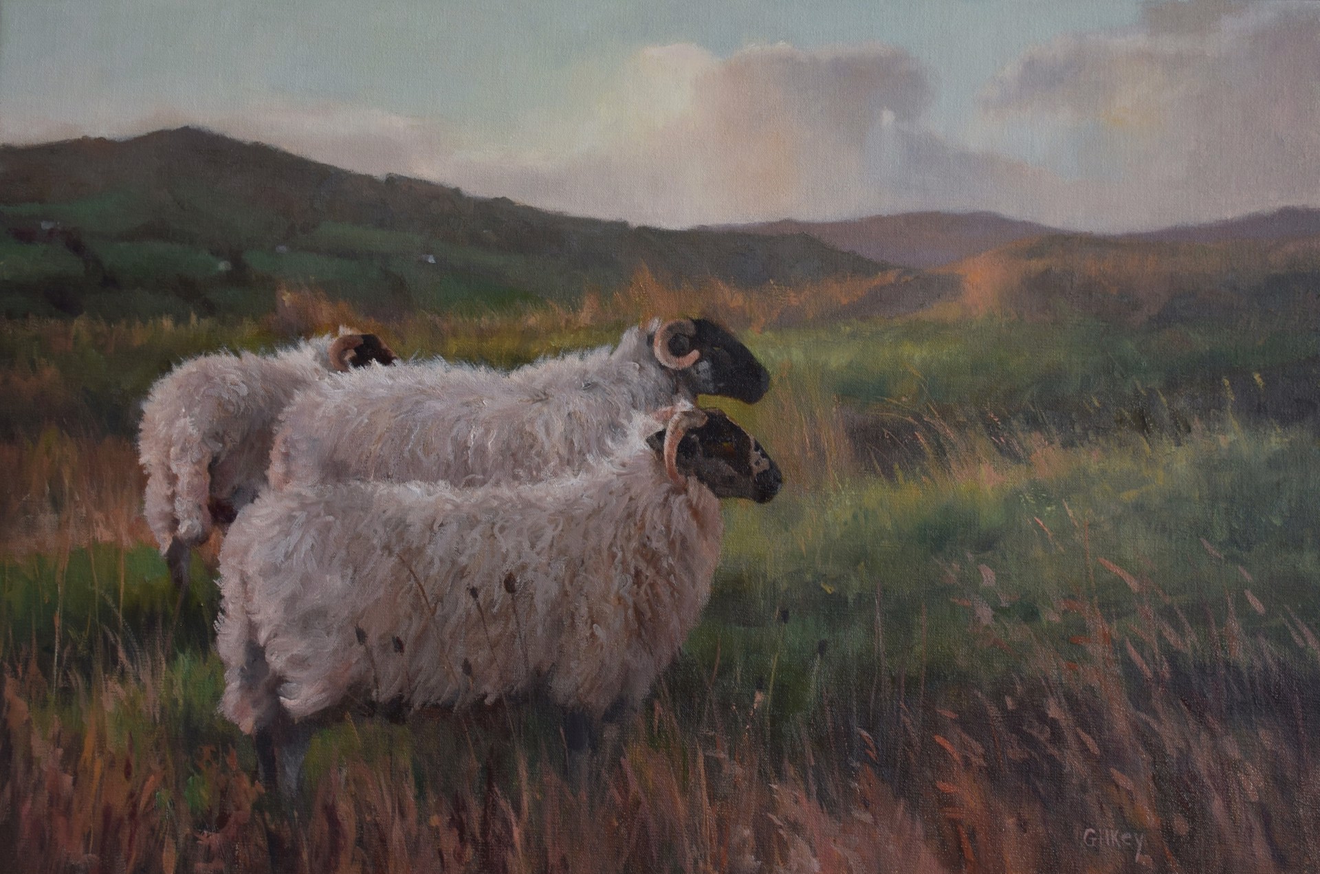 West Cork Sheep by Sue Gilkey