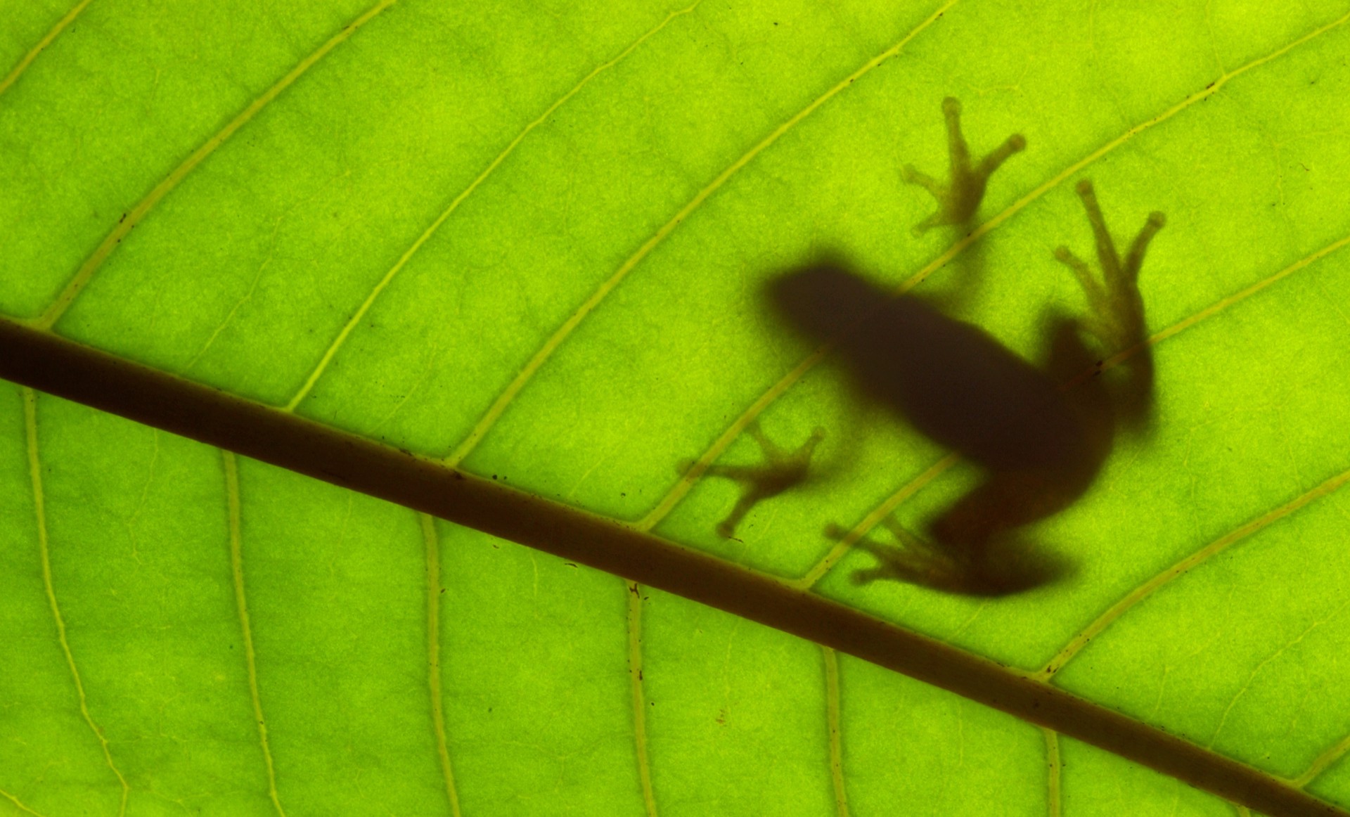 Leaf Folding Frog by Carlton Ward Photography