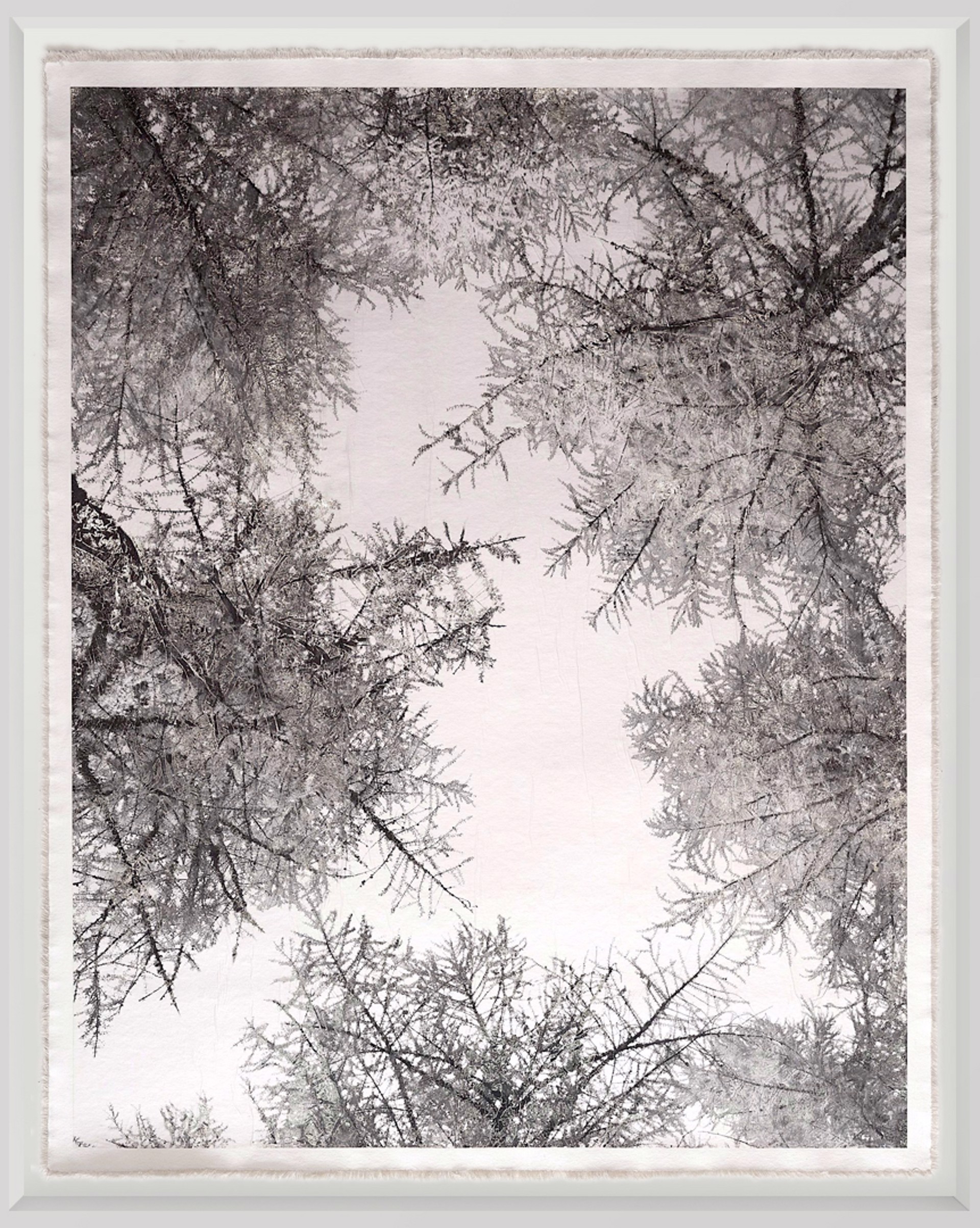 Larch Forest Canopy by Bill Claps