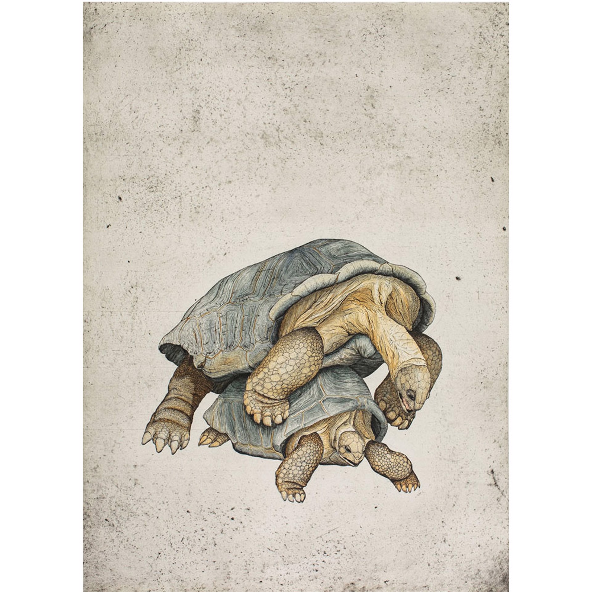 Aldabrachelys Gigantean by Briony Morrow-Cribbs