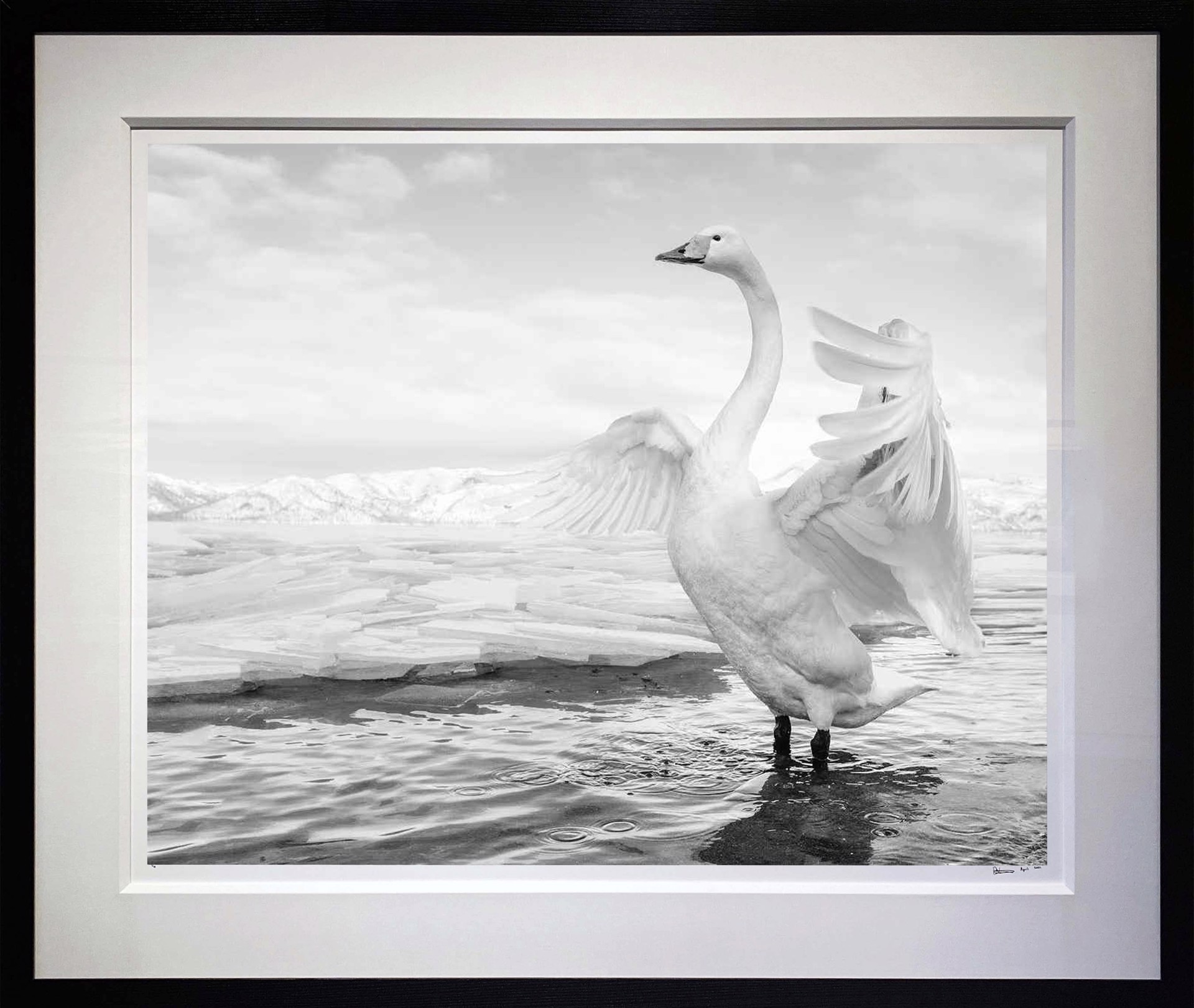 Swan Lake by David Yarrow