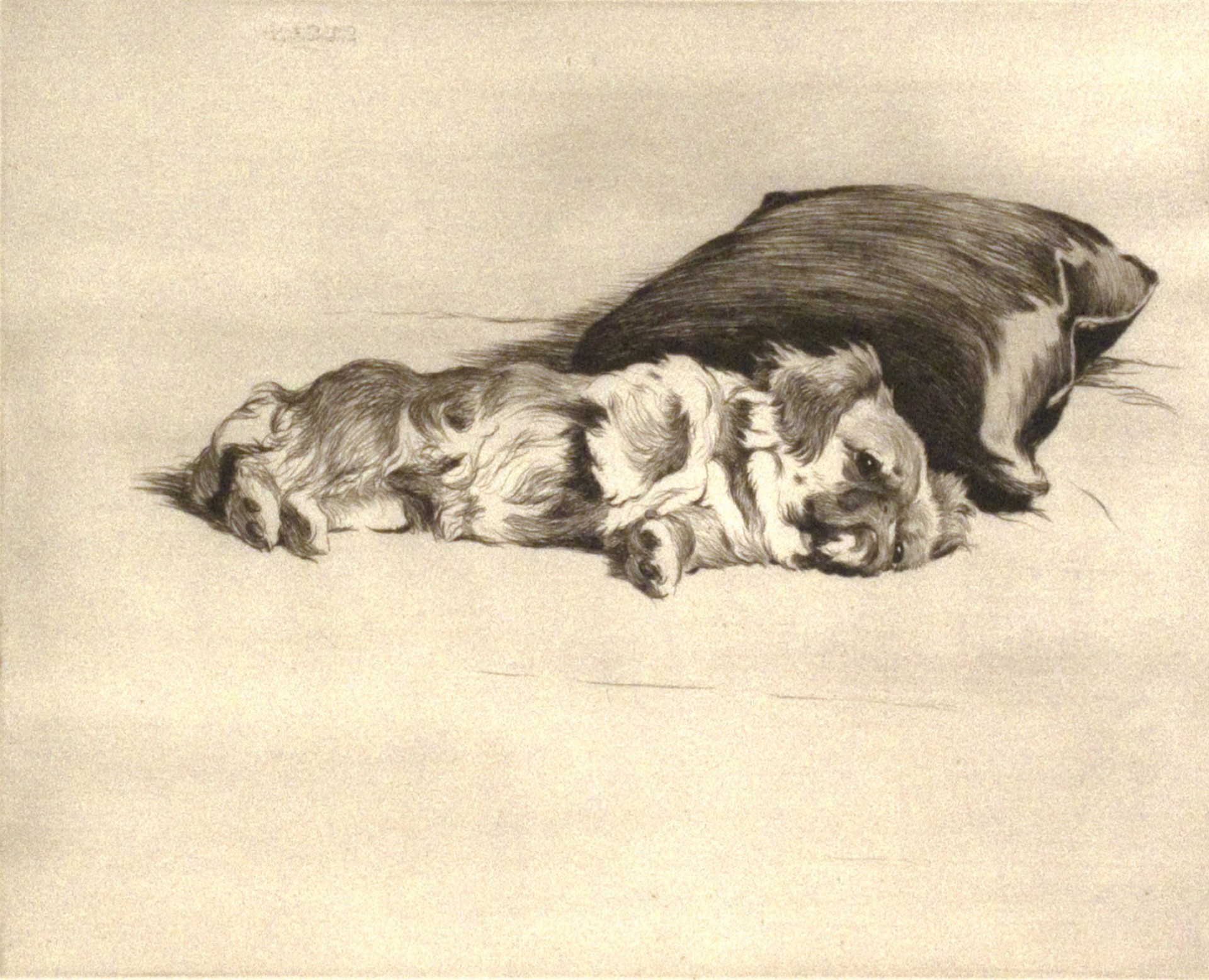 Susan, The Pekingese. 79/150 by Cecil Aldin
