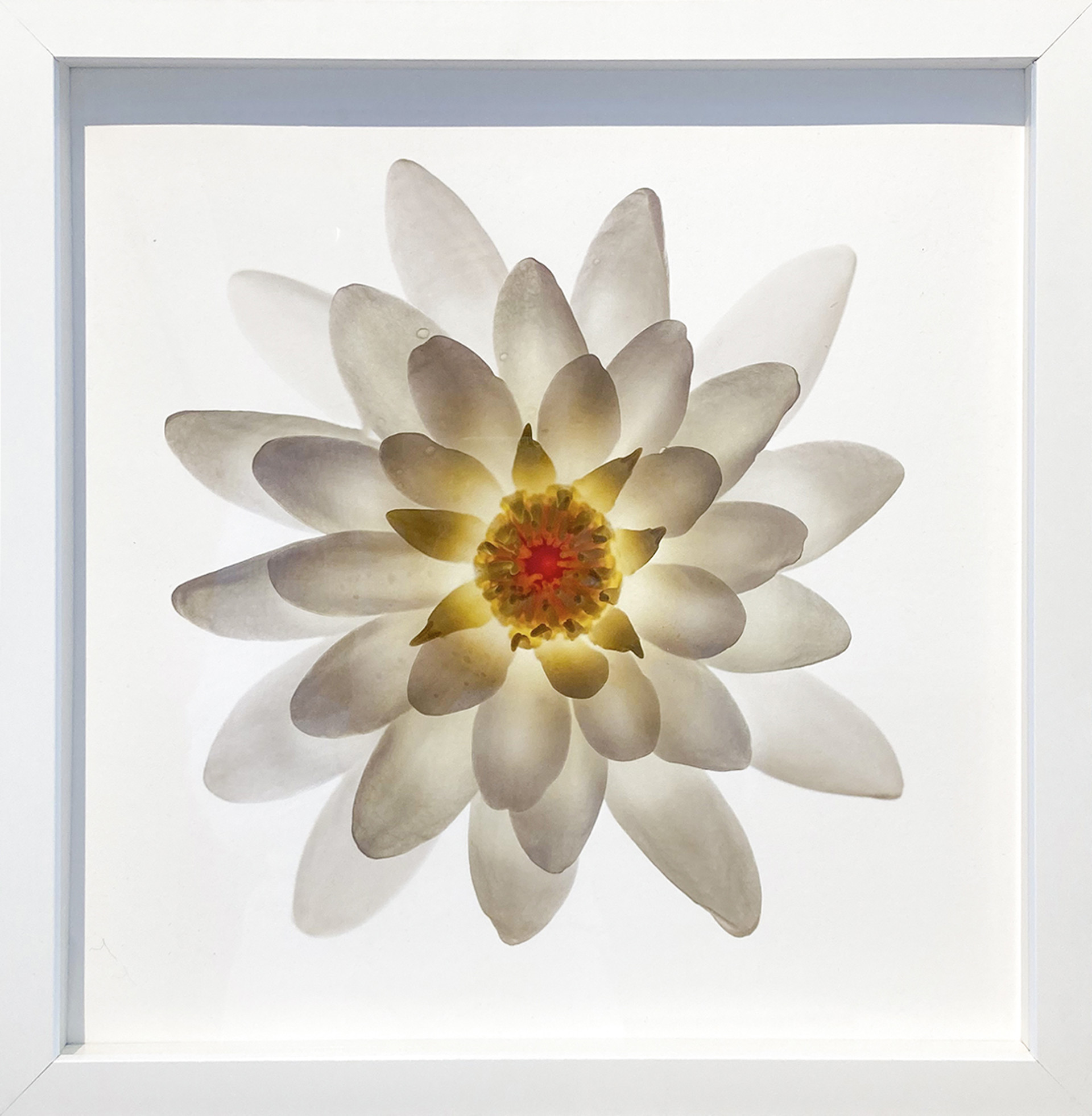 Flower 29 (White Series) by Chad Kleitsch