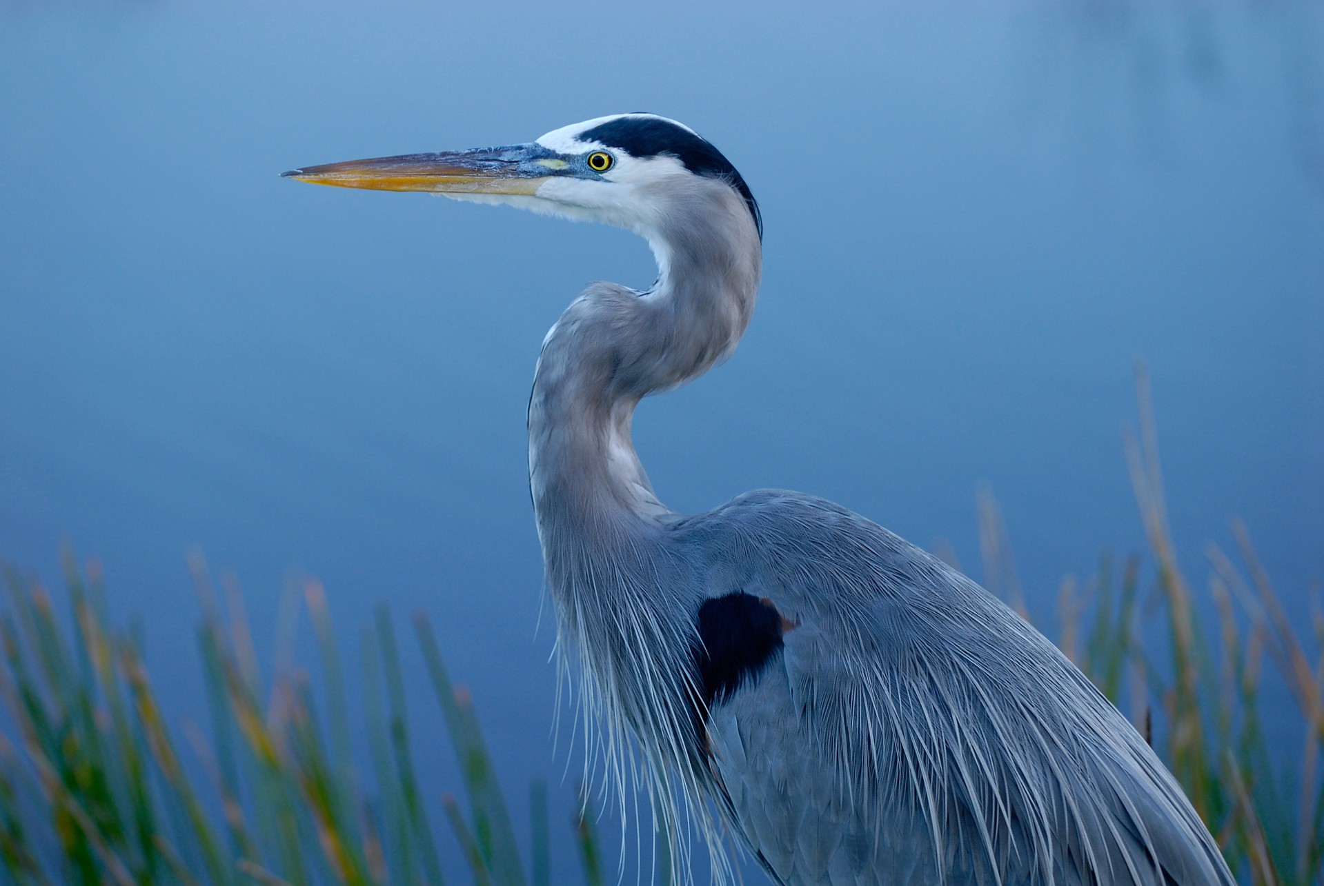 Everglades Blue Heron by Carlton Ward Photography