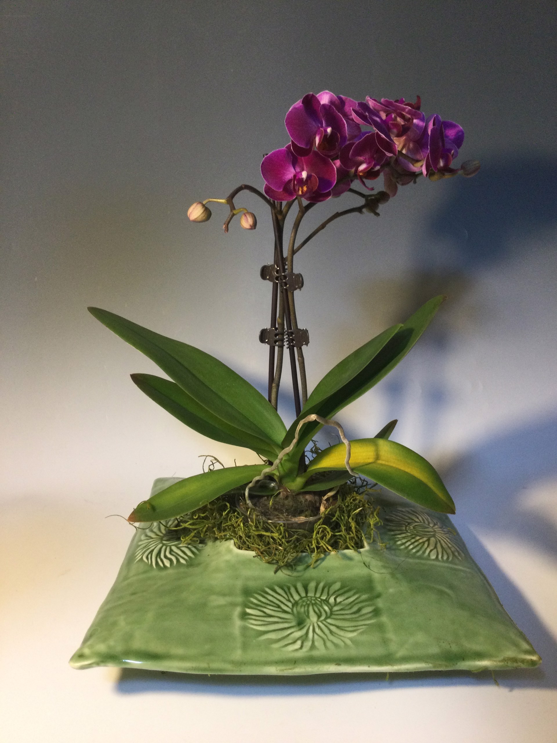 Asian Vessel with Orchid by Anna M. Elrod