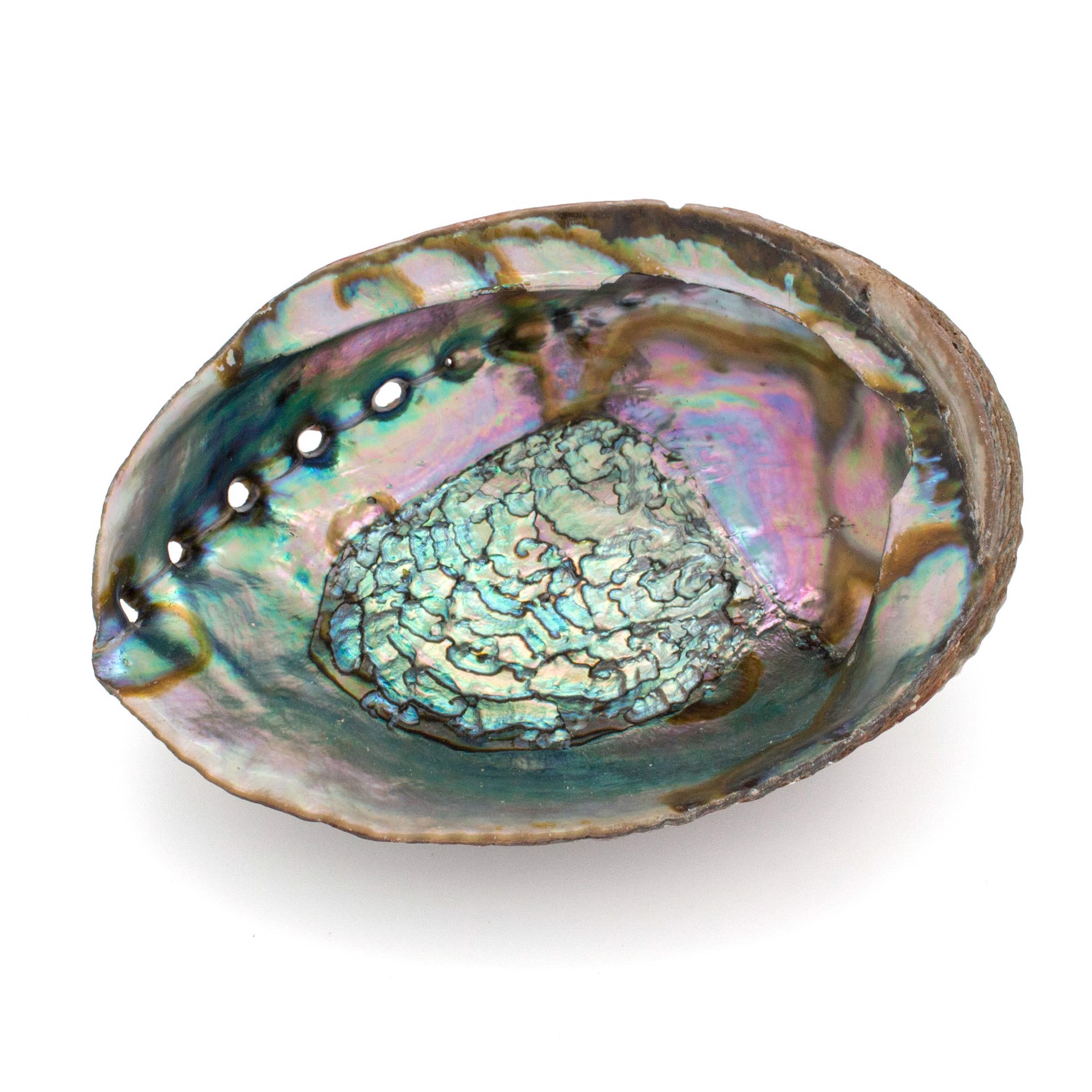 Abalone Shell by Sarah Lewis