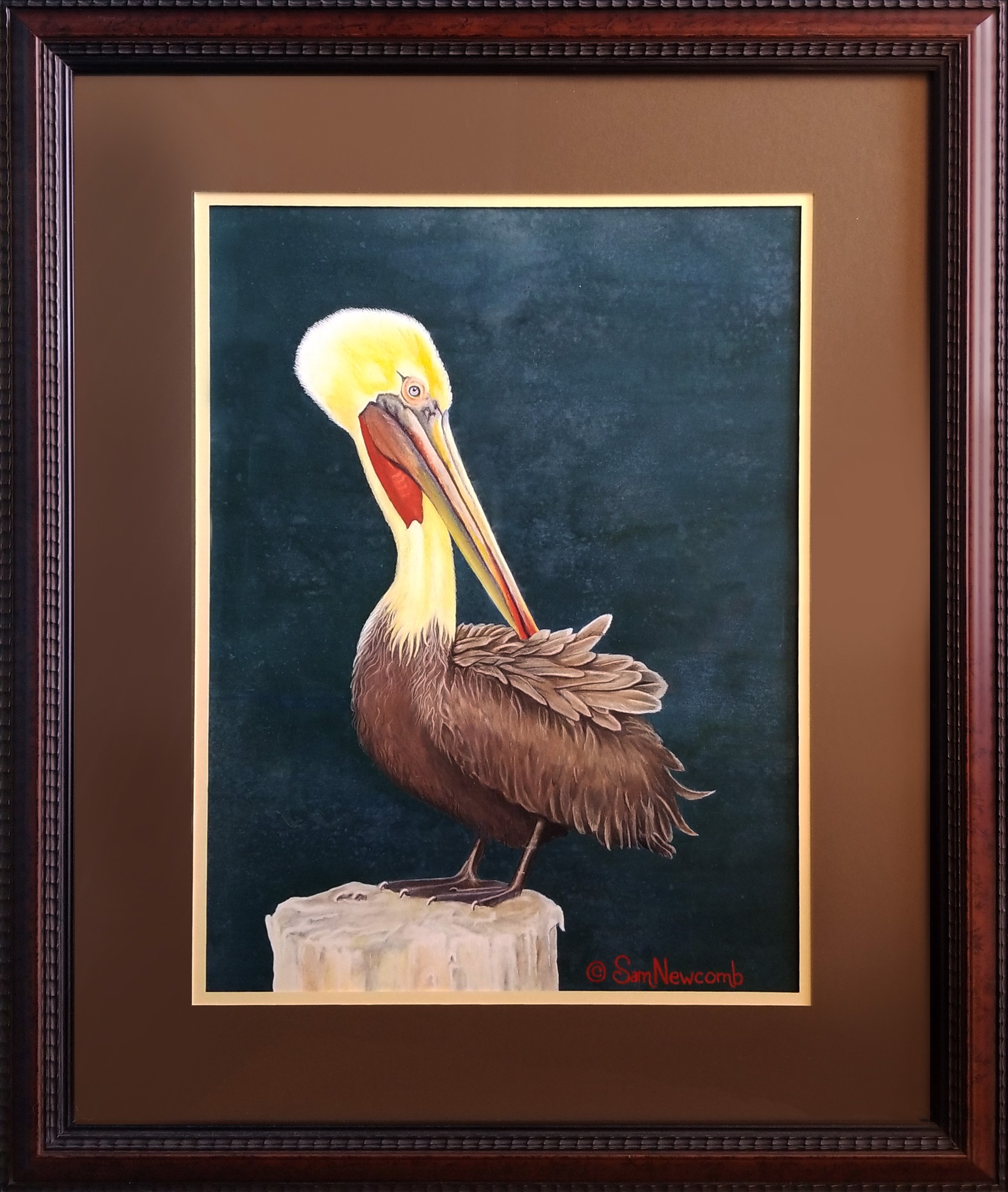 Santa Barbara Pelican by Sam Newcomb Southwind Art  Gallery