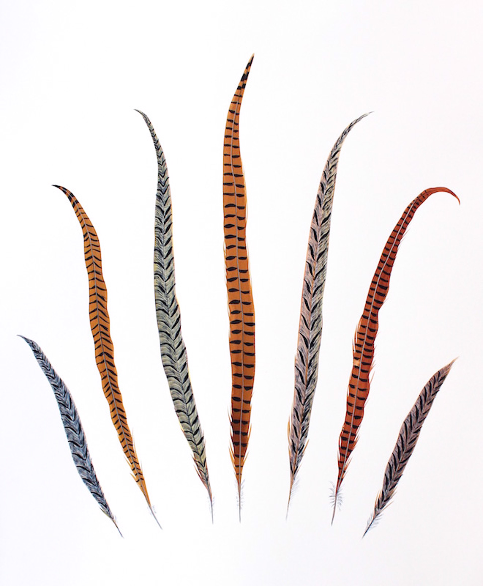 Ring-Necked and Lady Amherst Pheasant Feathers by Missy Dunaway