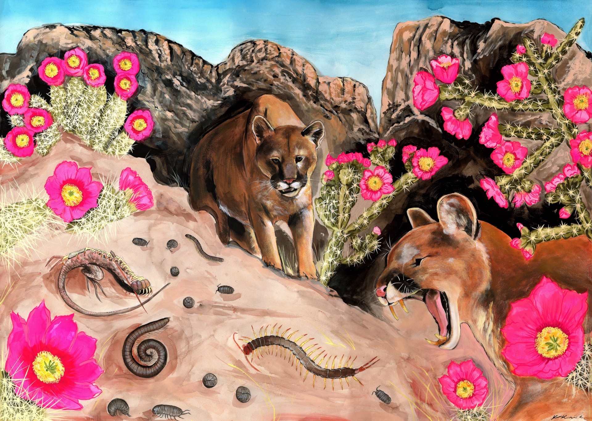 Cougars in Diablo Canyon by Kat Kinnick