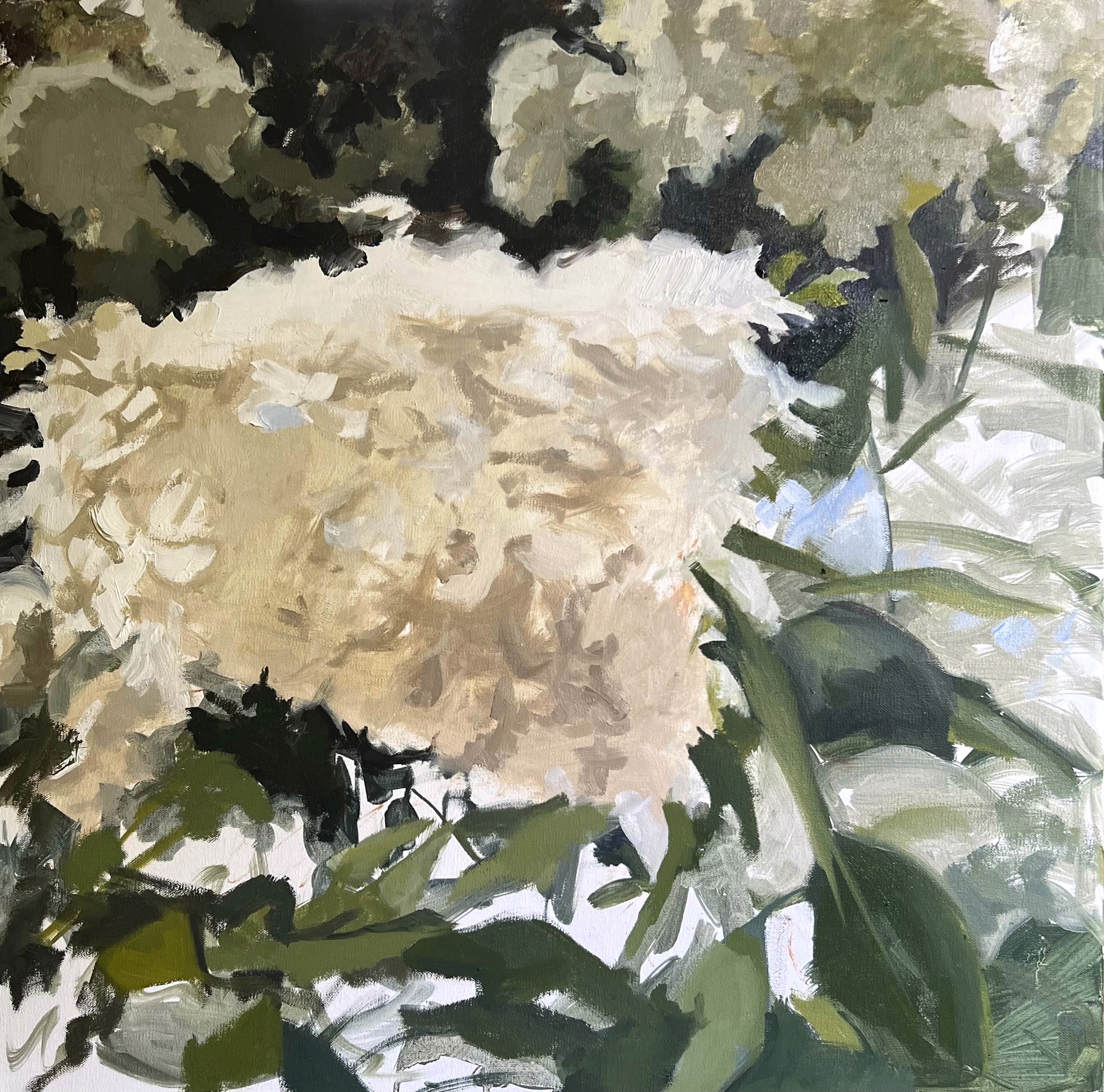 Oak Leaf Hydrangea by Laura Murphey