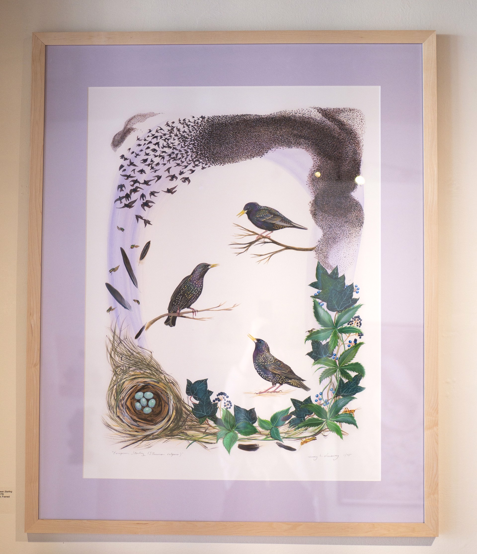 Birds of Shakespeare: European Starling (Sturnus vulgaris) by Missy Dunaway