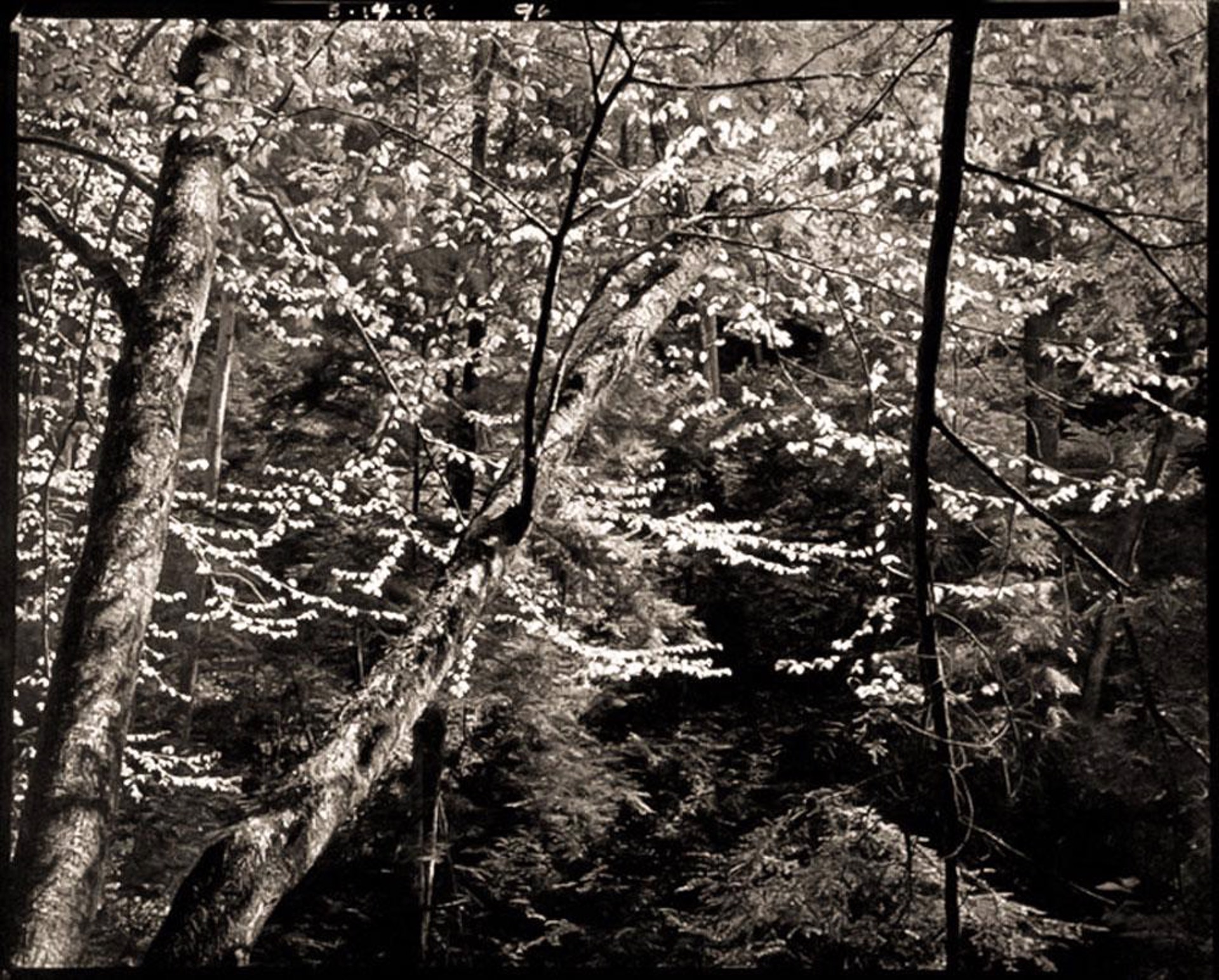 (#116) Water Oak Branches Cedar Falls  1/34 by Frank Hunter