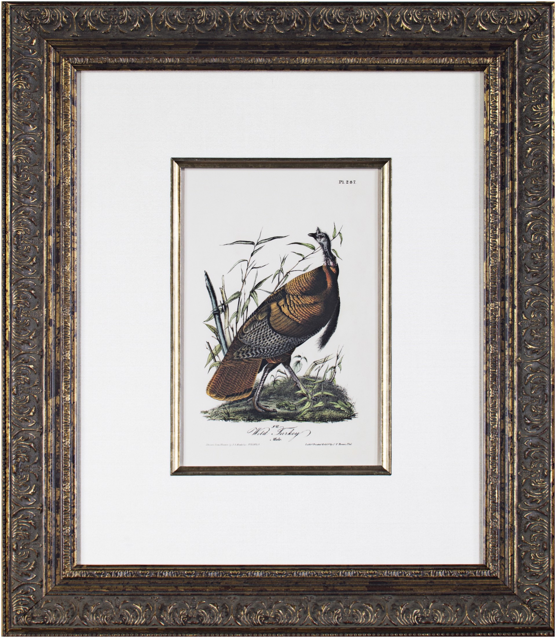 Wild Turkey - Male No. 58, Plate 287 by John James Audubon