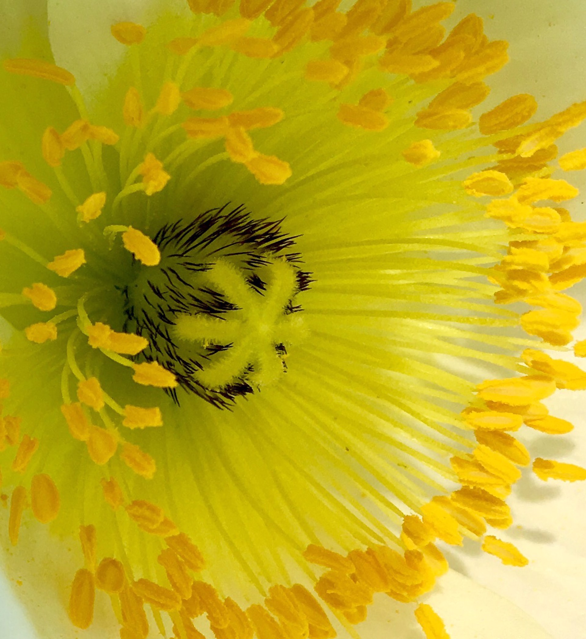 Bursting Yellow Poppy (Meconopsis) by Amy Kaslow