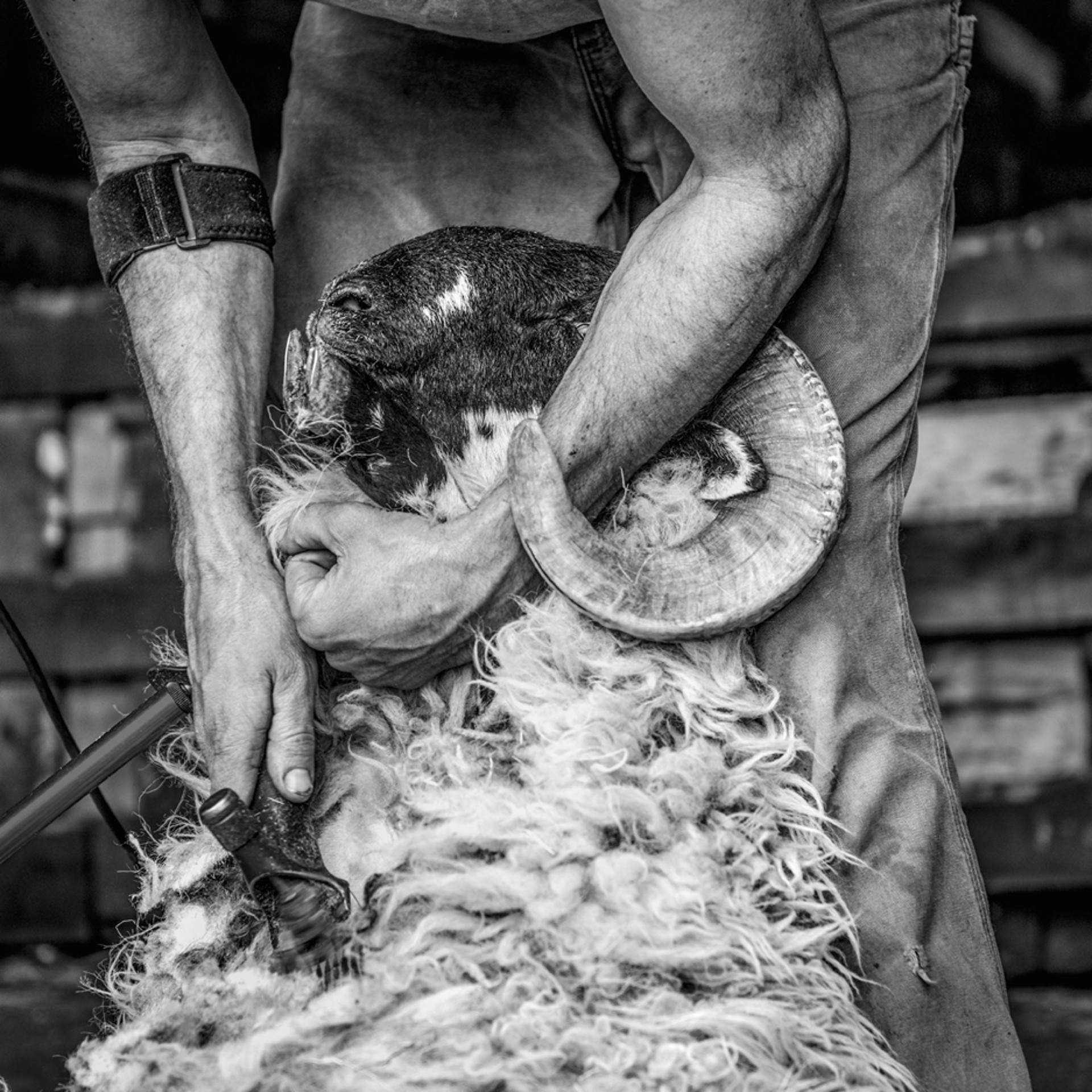 Shearing by Nina Fuller