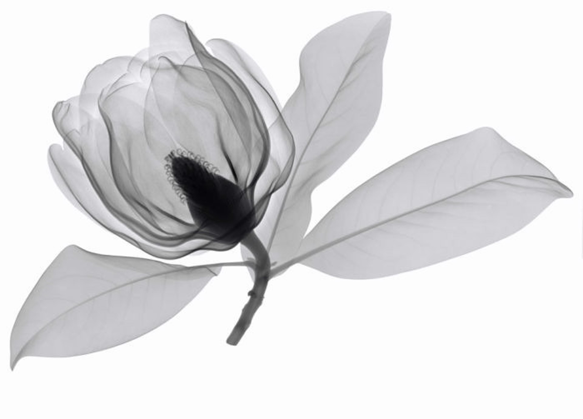 Southern Magnolia 3 by Don Dudenbostel