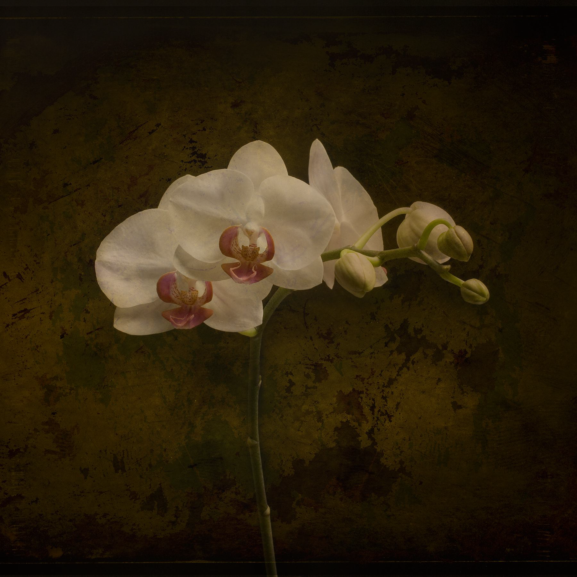 Orchid   1/20 by Jack Spencer