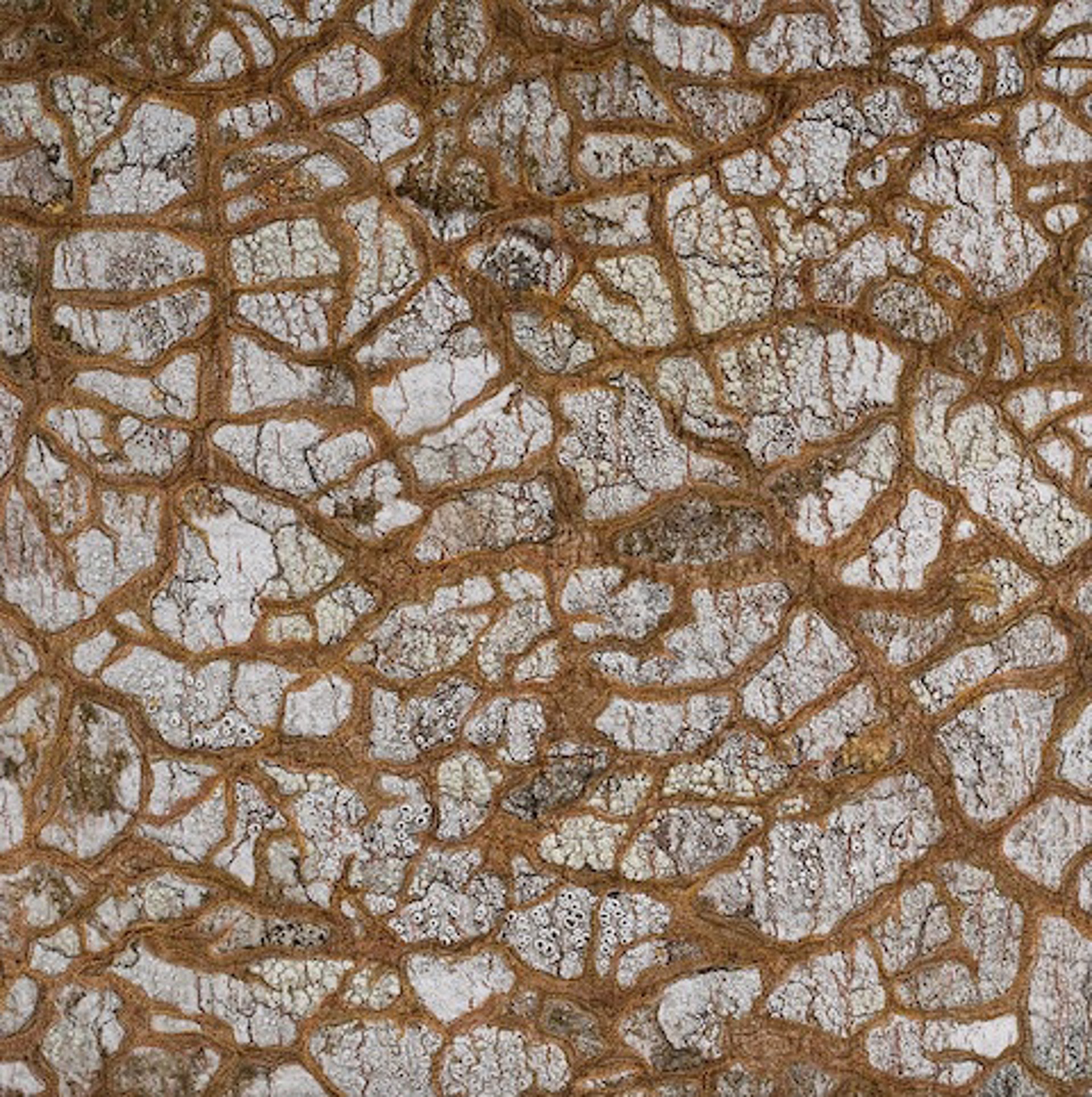 Tree Bark with Cracked Earth Overlay by Martha Cole