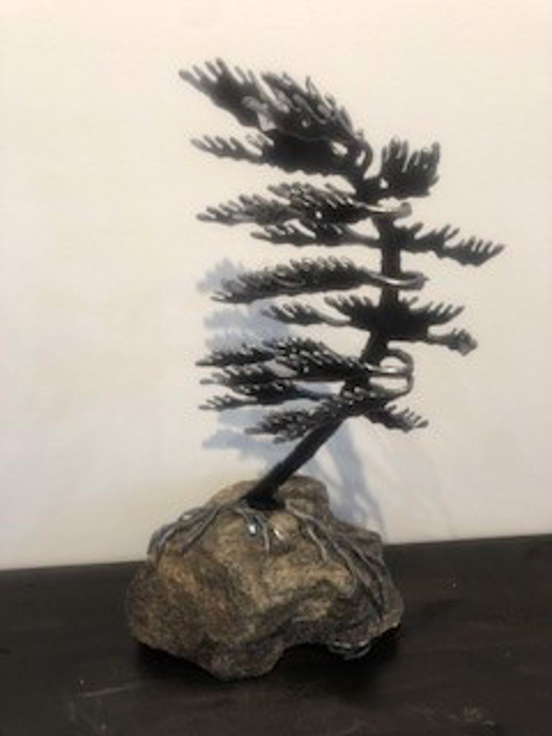 Windswept Pine on a Rock - #6309 by Cathy Mark