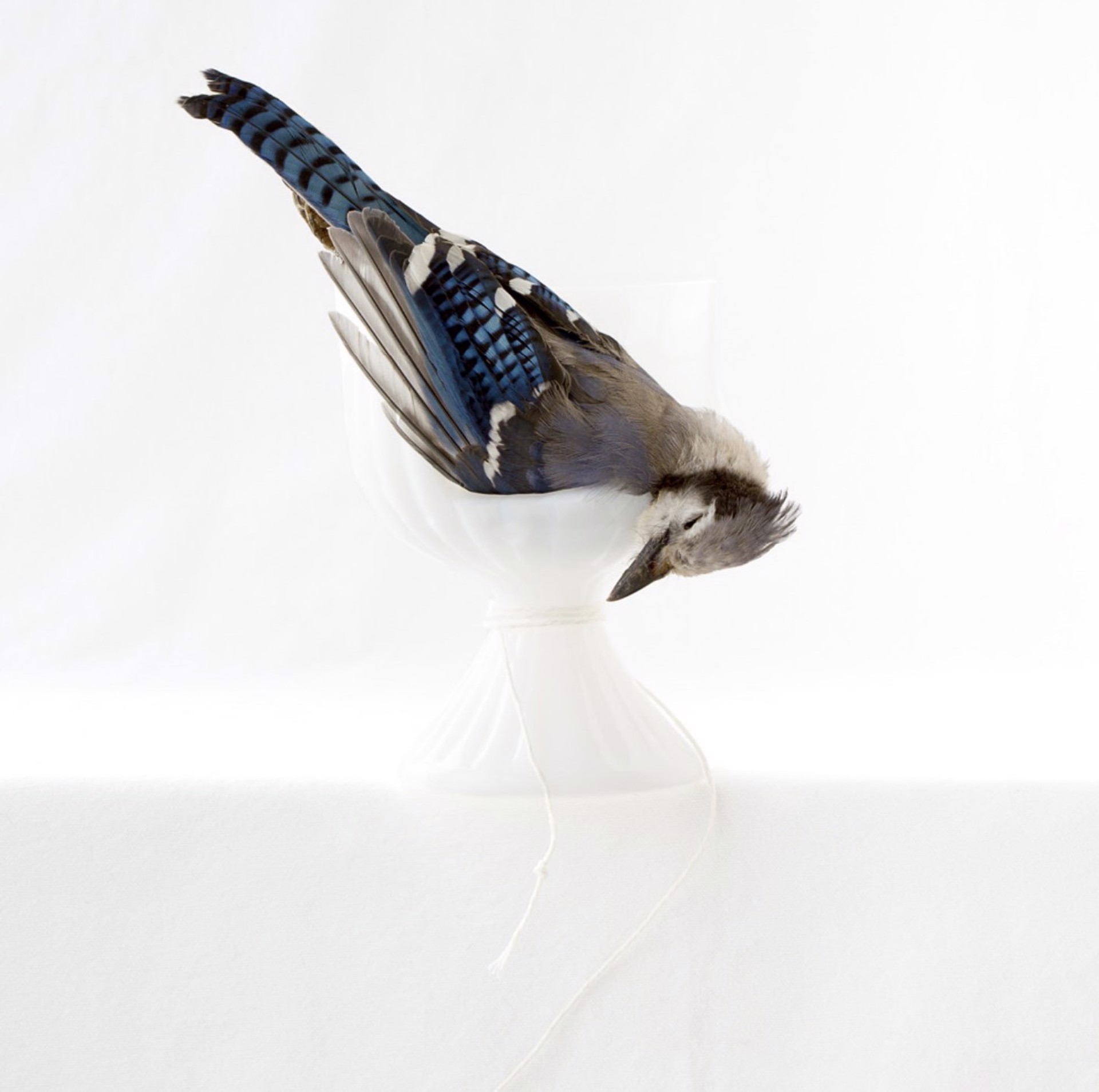 Wunderkammer - Blue Jay by Kimberly Witham