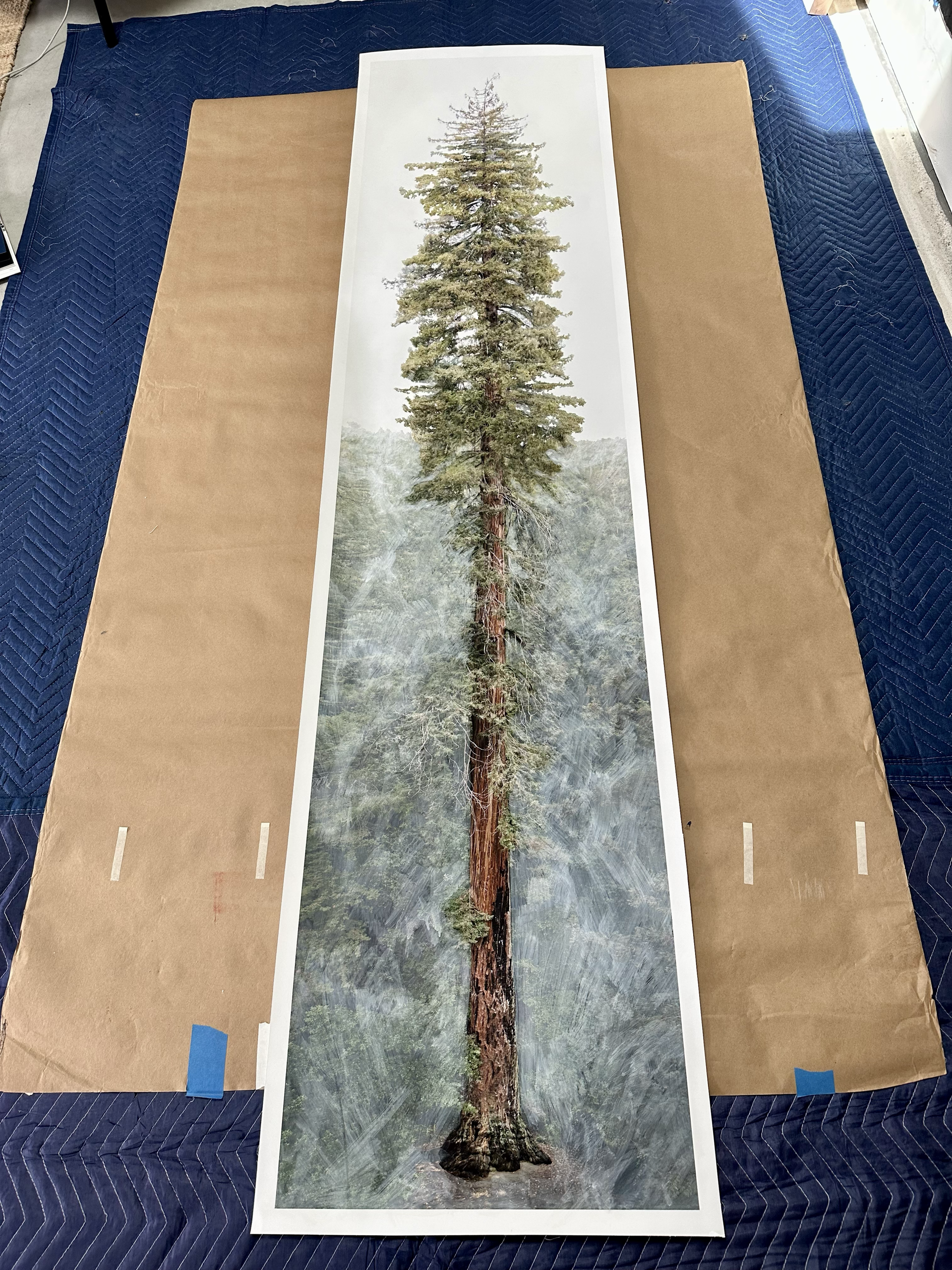 Redwood #5 (Portola Old Tree) by Sarah Bird