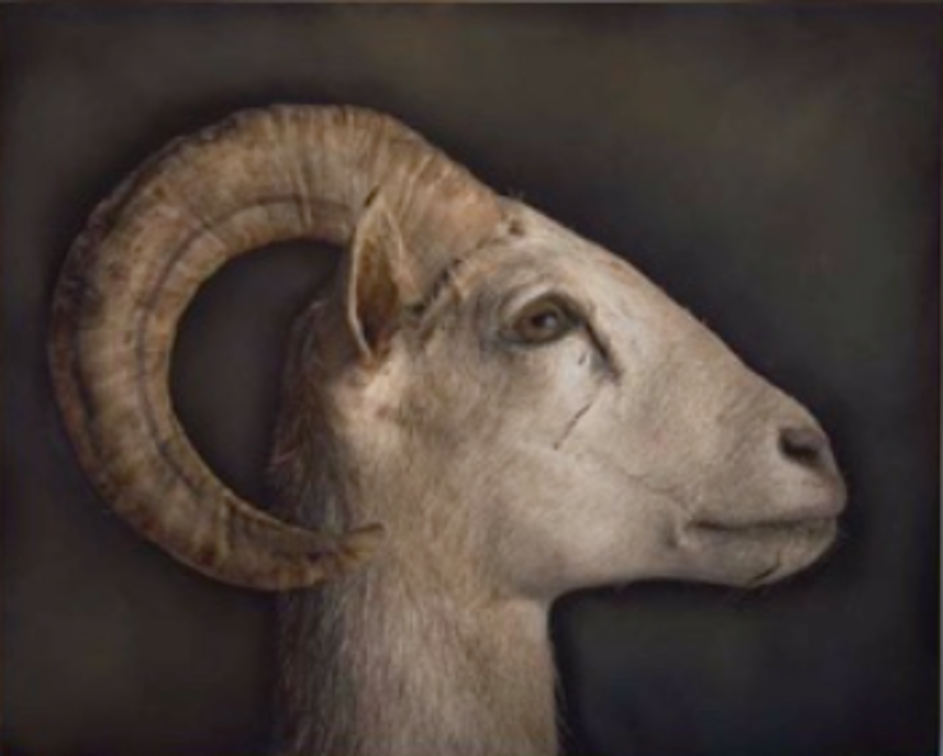 Desert Bighorn Sheep by Kate Breakey