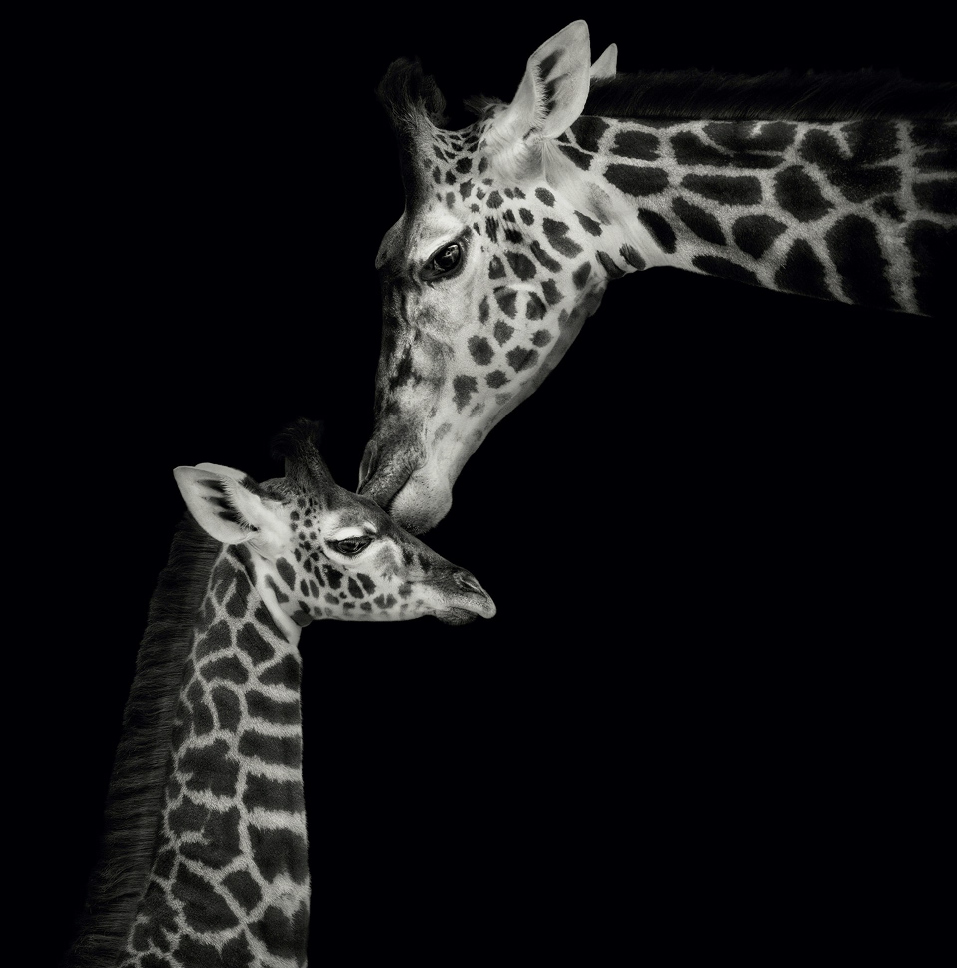 Portrait of Giraffes by Lauren Chambers