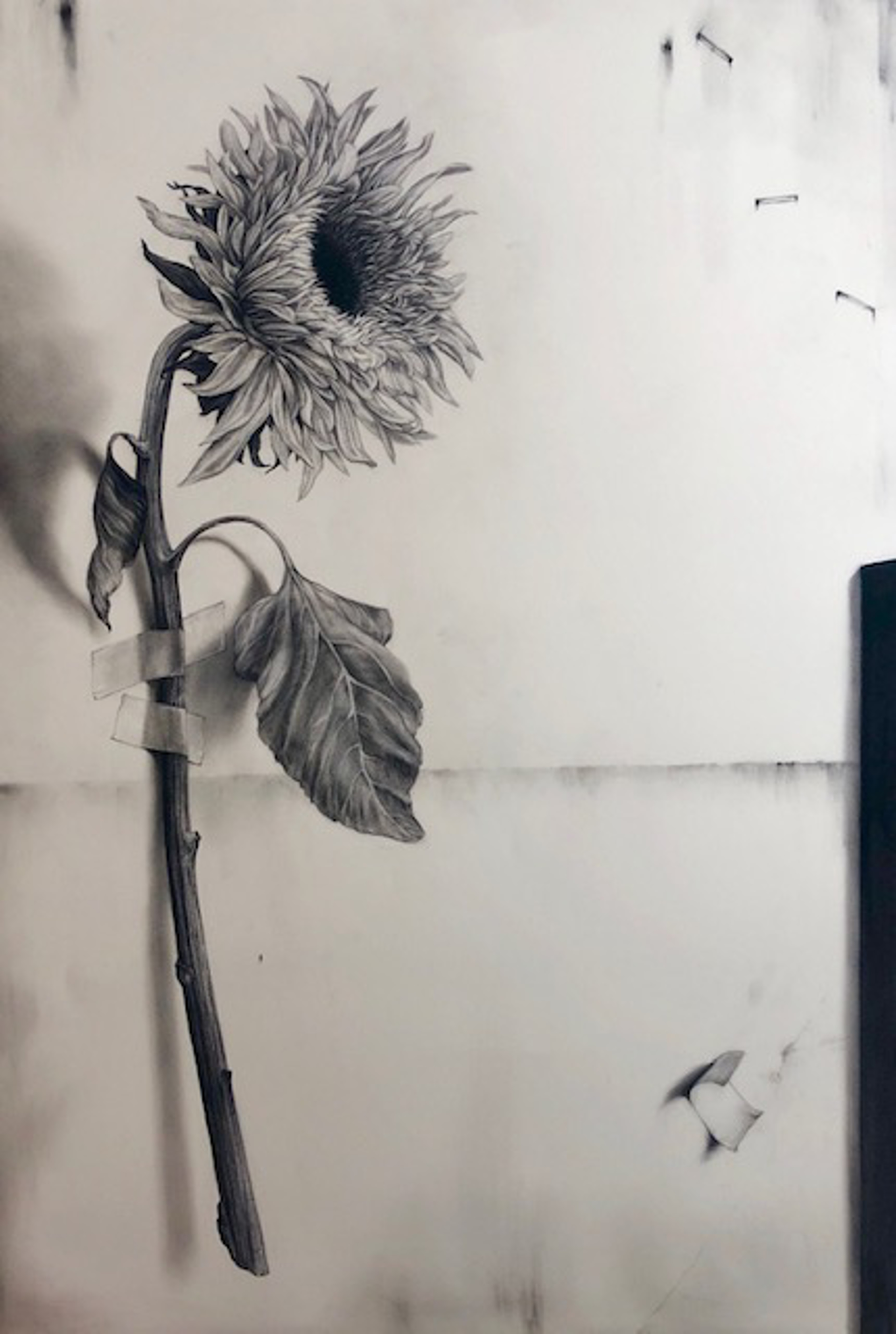 Sunflower with Tape by Emily Farish
