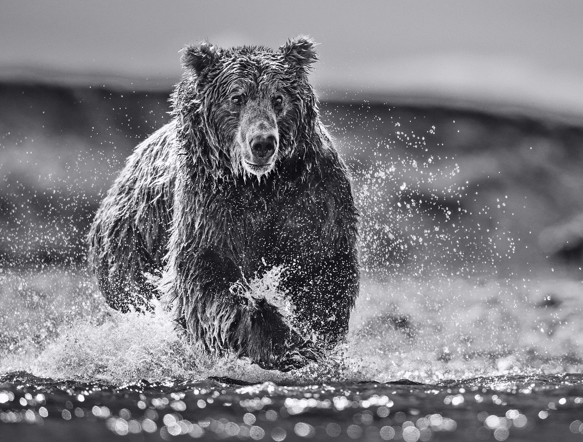 The Happy Bear by David Yarrow