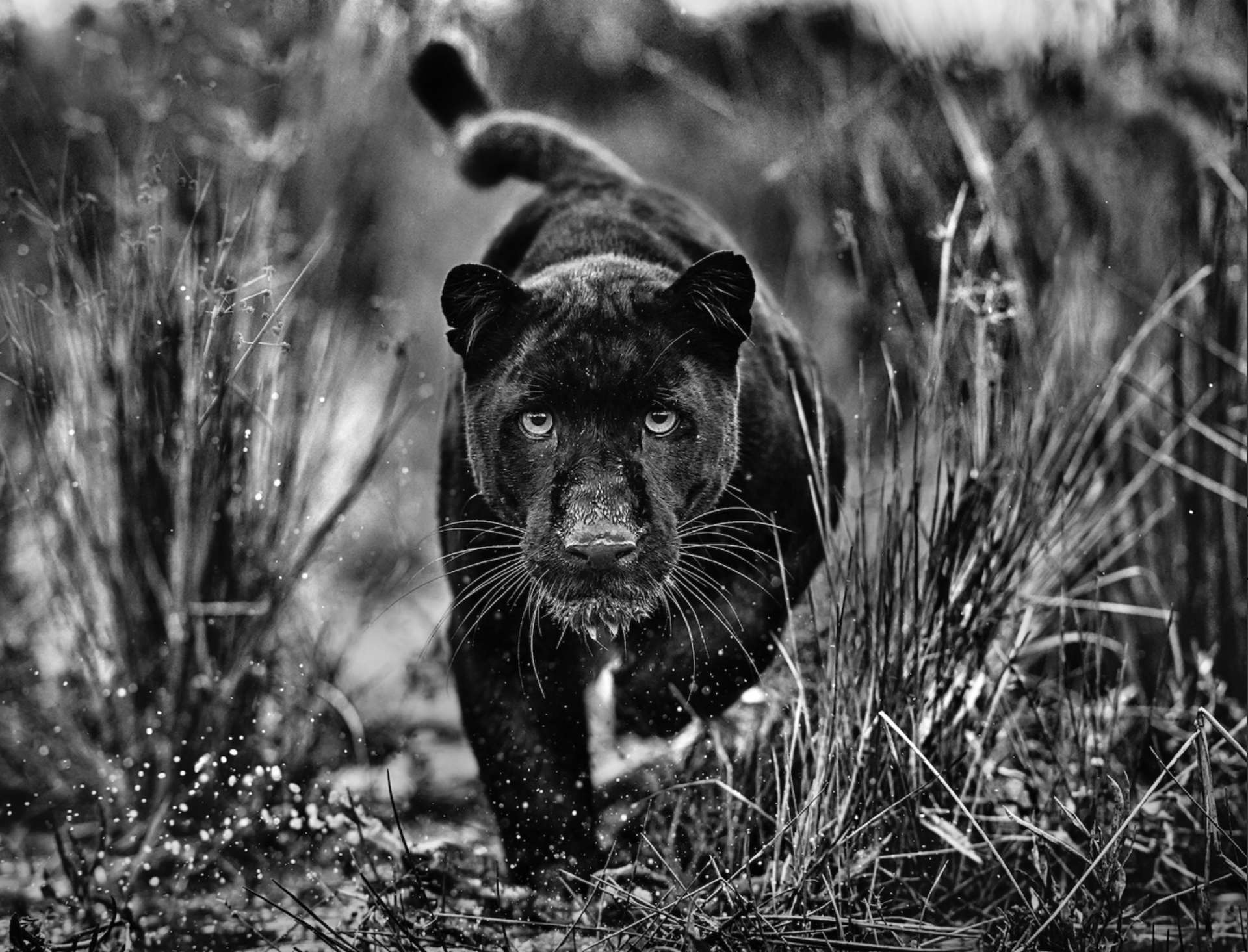 Black Panther Tales by David Yarrow