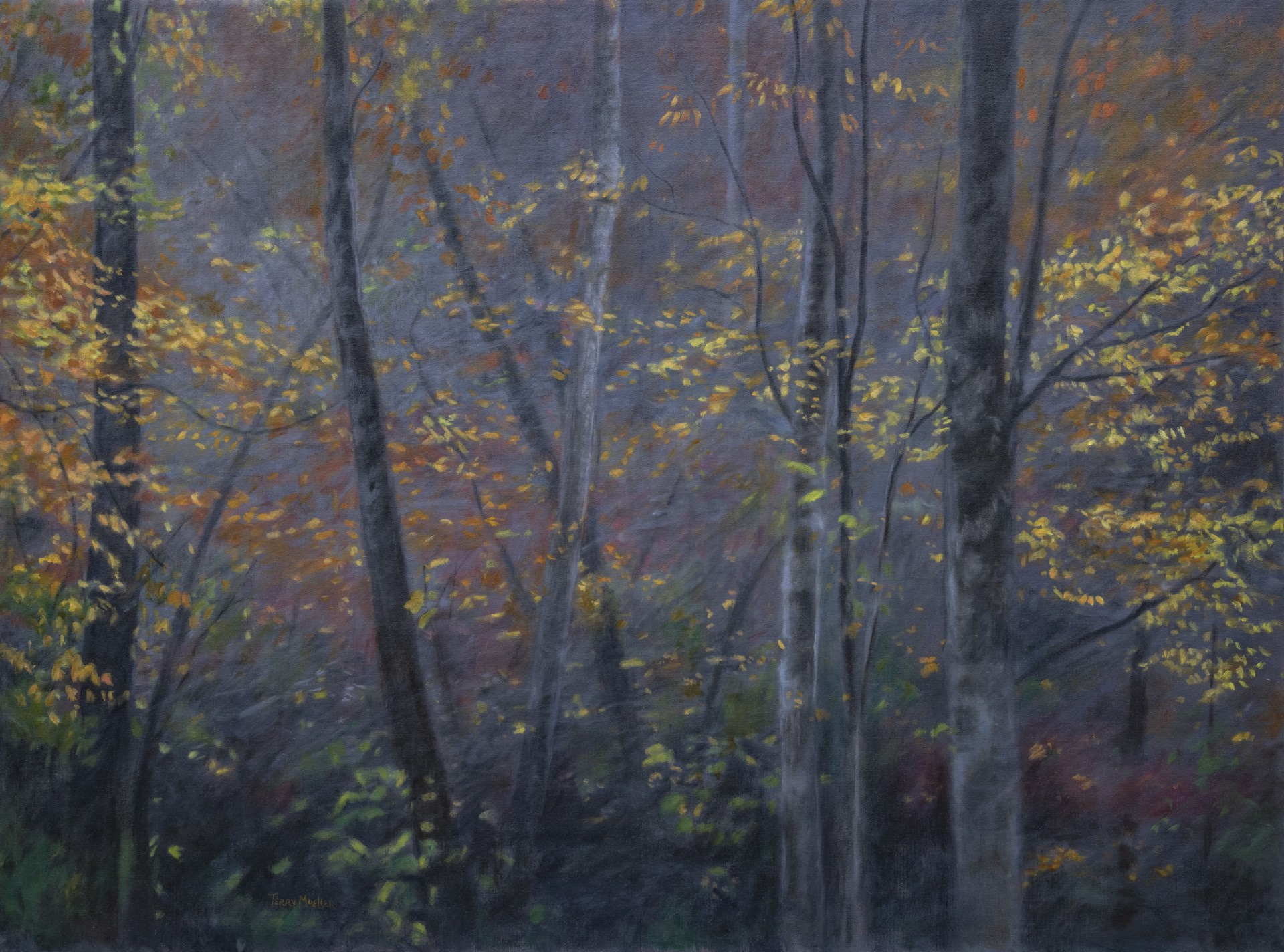 Morning Light in the Forest by Terry Moeller