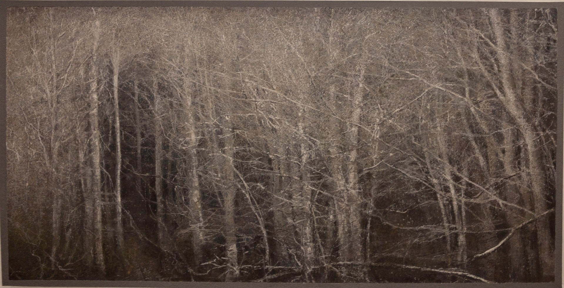Winter Alders by Gail Chase Bien